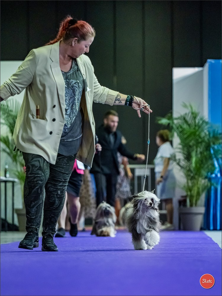🇱🇺 LUXEMBOURG 🇱🇺 International Dog Show 🇱🇺 31/08 - 01/09/2024. Photographe à Strasbourg | Portraits, Studio, Enfants, Événements