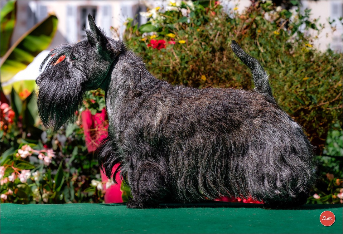 Photographie animalière. Photographe à Strasbourg | Portraits, Studio, Enfants, Événements