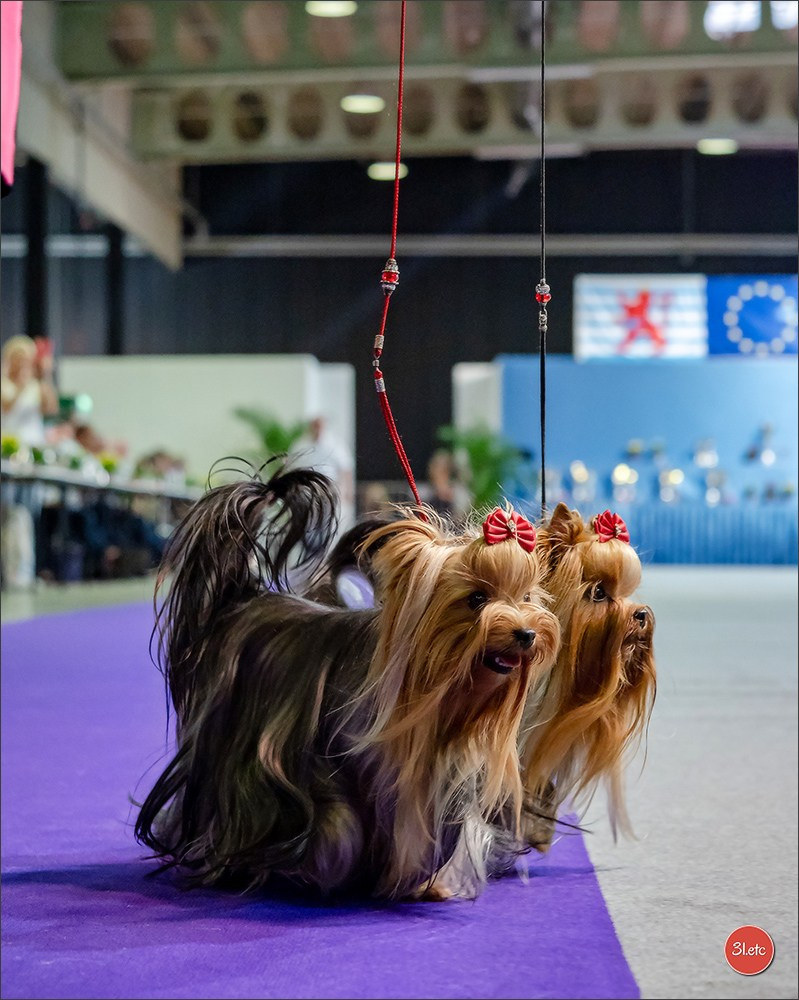 🇱🇺 LUXEMBOURG 🇱🇺 International Dog Show 🇱🇺 31/08 - 01/09/2024. Photographe à Strasbourg | Portraits, Studio, Enfants, Événements