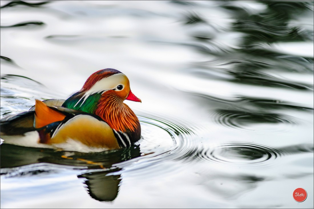 Photographie animalière. Photographe à Strasbourg | Portraits, Studio, Enfants, Événements