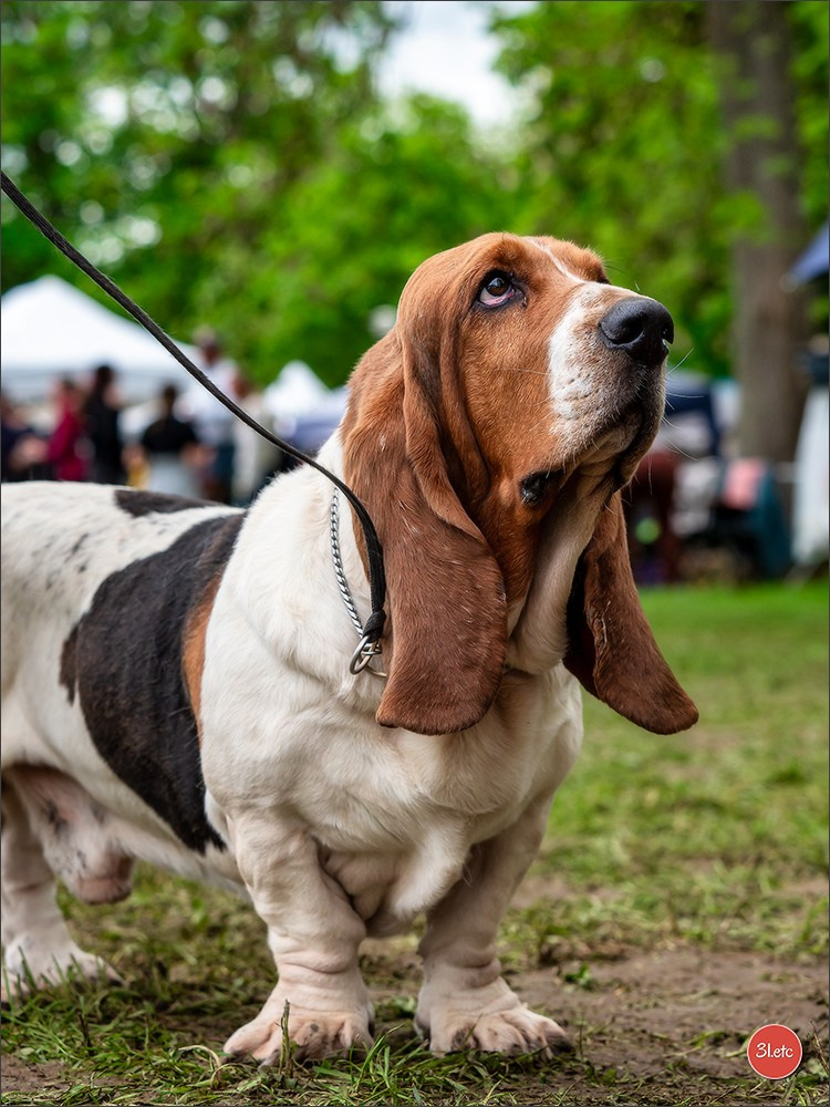Photographie animalière. Photographe à Strasbourg | Portraits, Studio, Enfants, Événements