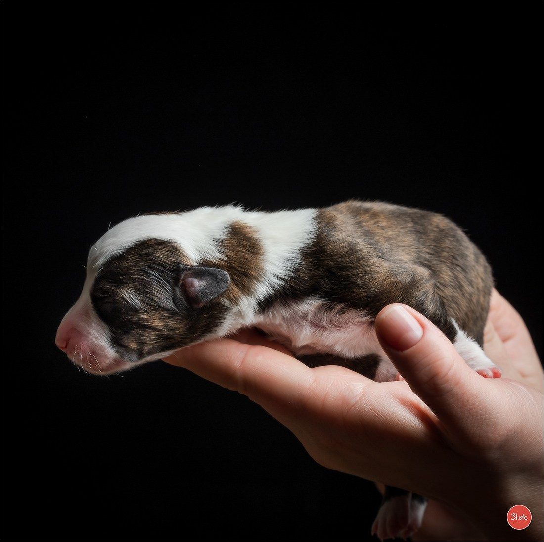 Photographie animalière. Photographe à Strasbourg | Portraits, Studio, Enfants, Événements