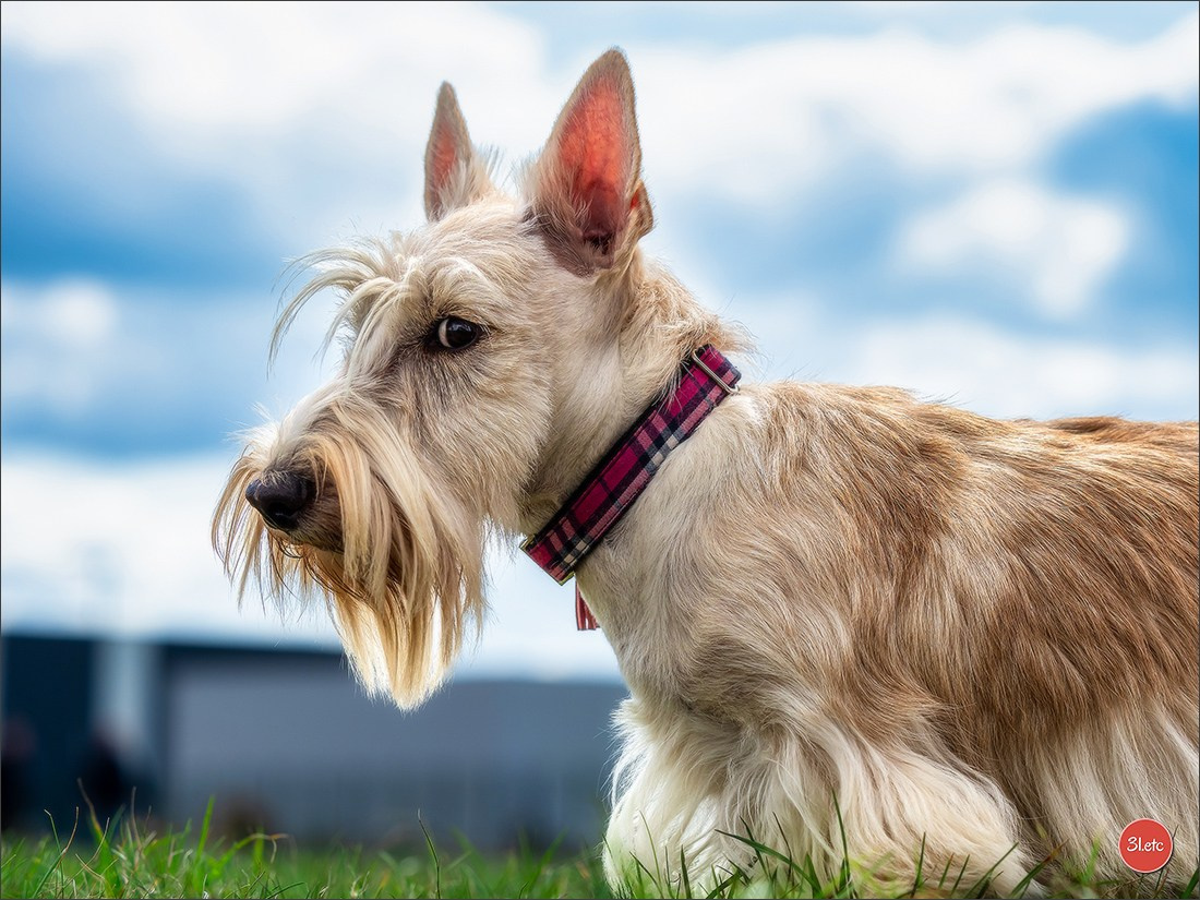 Photographie animalière. Photographe à Strasbourg | Portraits, Studio, Enfants, Événements