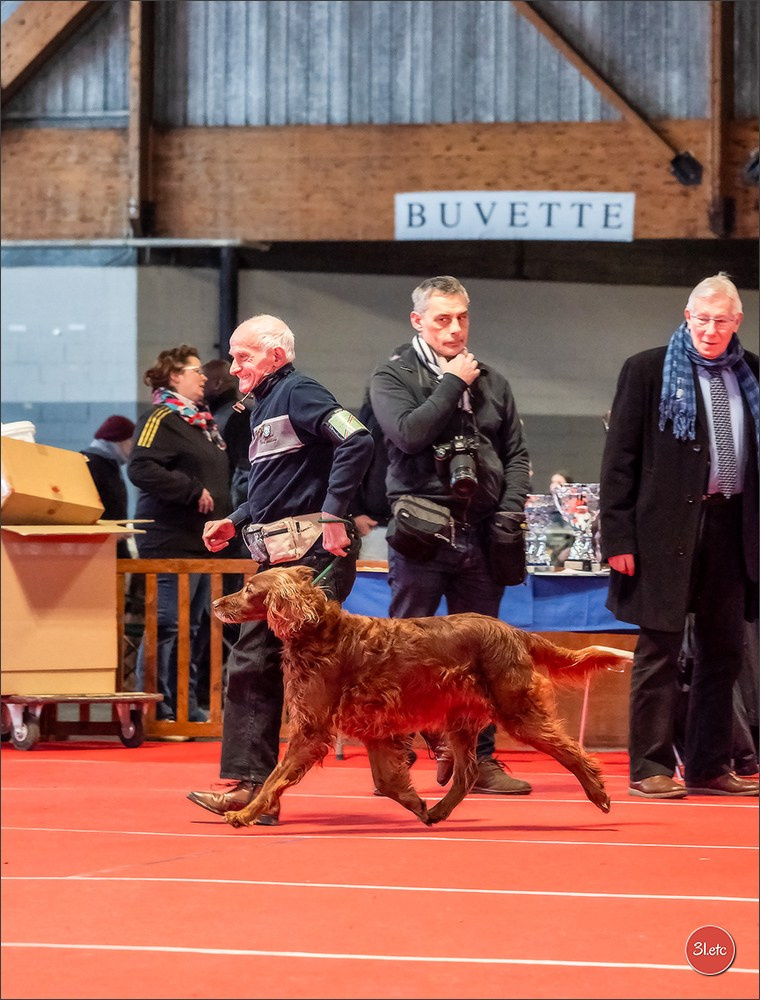 Expo canine 🇫🇷 Amiens 15-16/02/2025. Photographe à Strasbourg | Portraits, Studio, Enfants, Événements