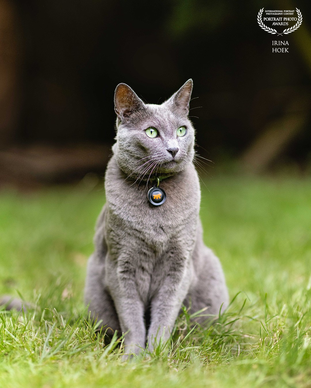 Awards | irina HoekFotografie Erkenningen & Prijzen. Familie en huwelijksfotograaf in Zwolle Overijssel
