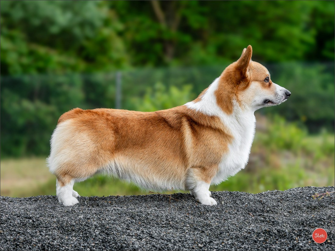 CHAMPIONNAT DE FRANCE 2024 & CACIB SPÉCIALES DE RACES MONTLUÇON. Photographe à Strasbourg | Portraits, Studio, Enfants, Événements