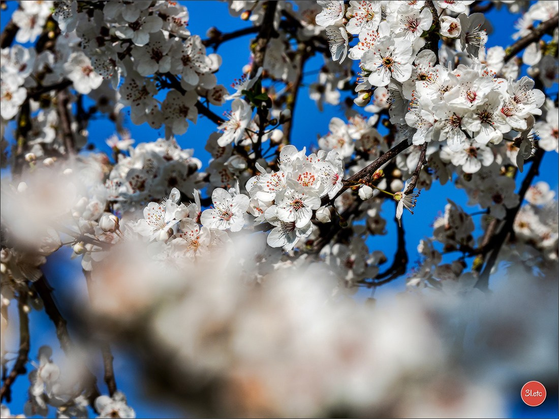 Spring came to Strasbourg in late February. Photographe à Strasbourg | Portraits, Studio, Enfants, Événements