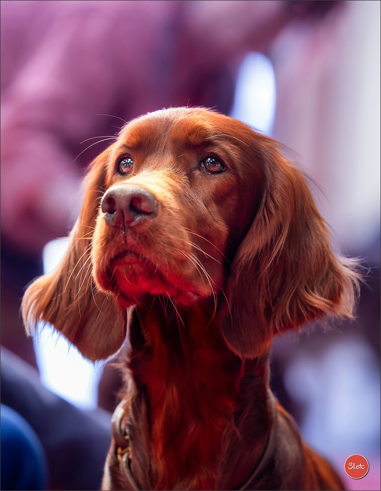 Photographie animalière. Photographe à Strasbourg | Portraits, Studio, Enfants, Événements