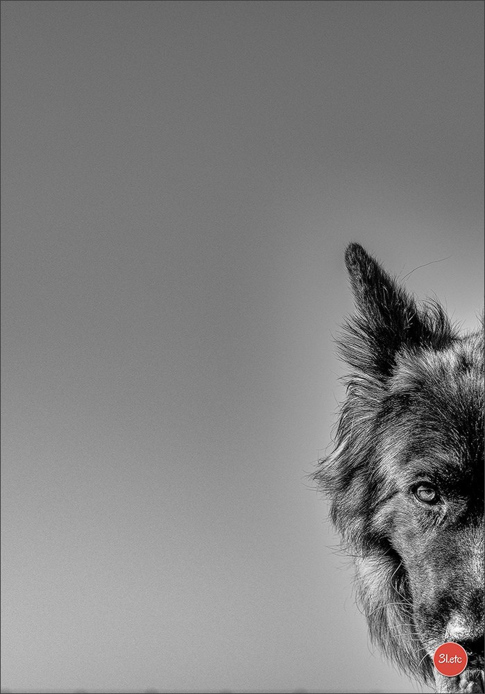 Photographie animalière. Photographe à Strasbourg | Portraits, Studio, Enfants, Événements