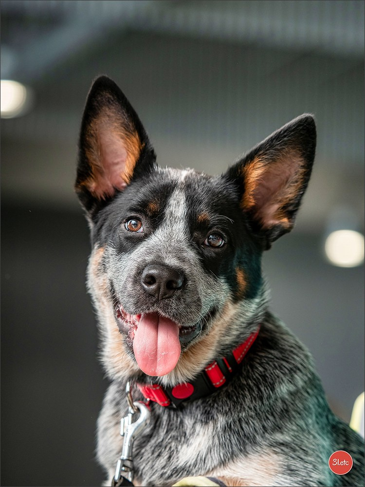 Photographie animalière. Photographe à Strasbourg | Portraits, Studio, Enfants, Événements