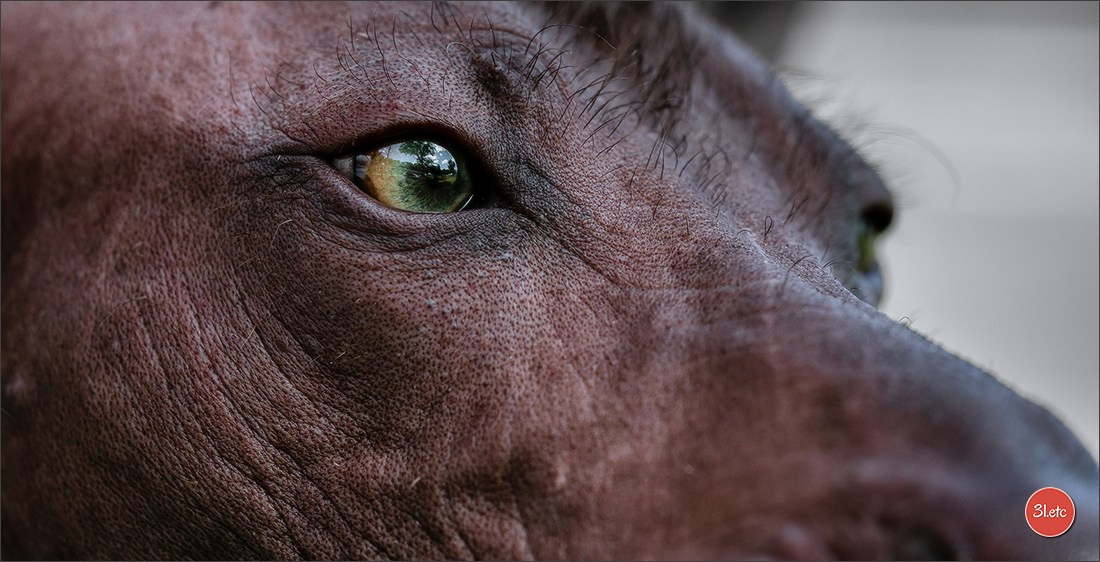 Photographie animalière. Photographe à Strasbourg | Portraits, Studio, Enfants, Événements