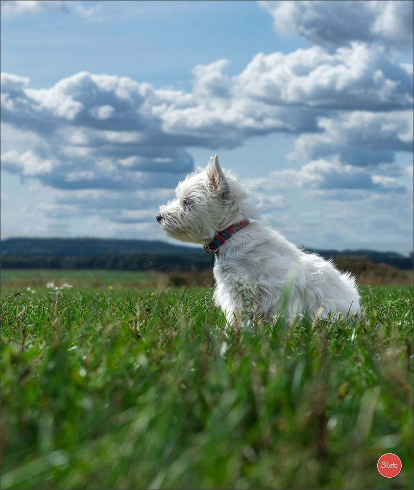 Photographie animalière. Photographe à Strasbourg | Portraits, Studio, Enfants, Événements