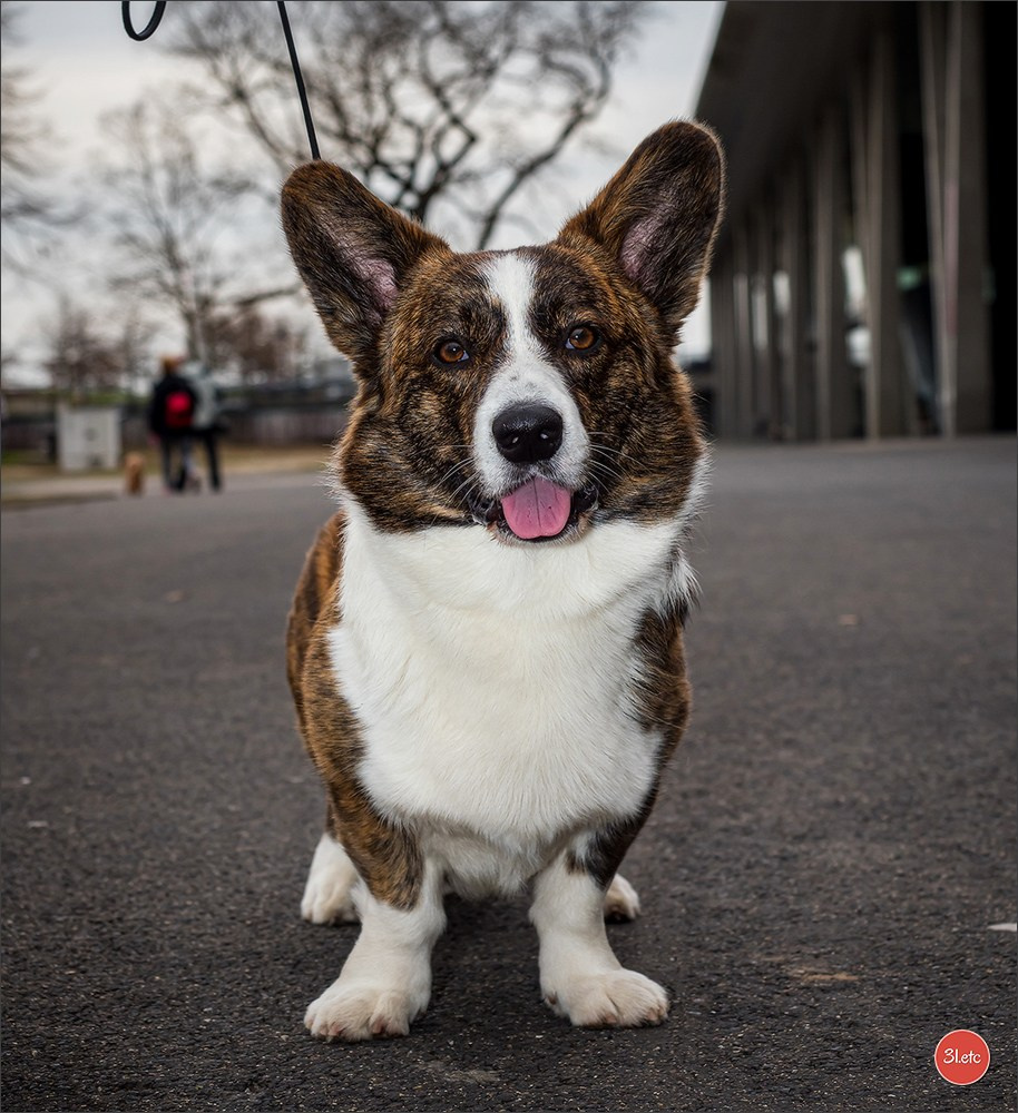 Photographie animalière. Photographe à Strasbourg | Portraits, Studio, Enfants, Événements
