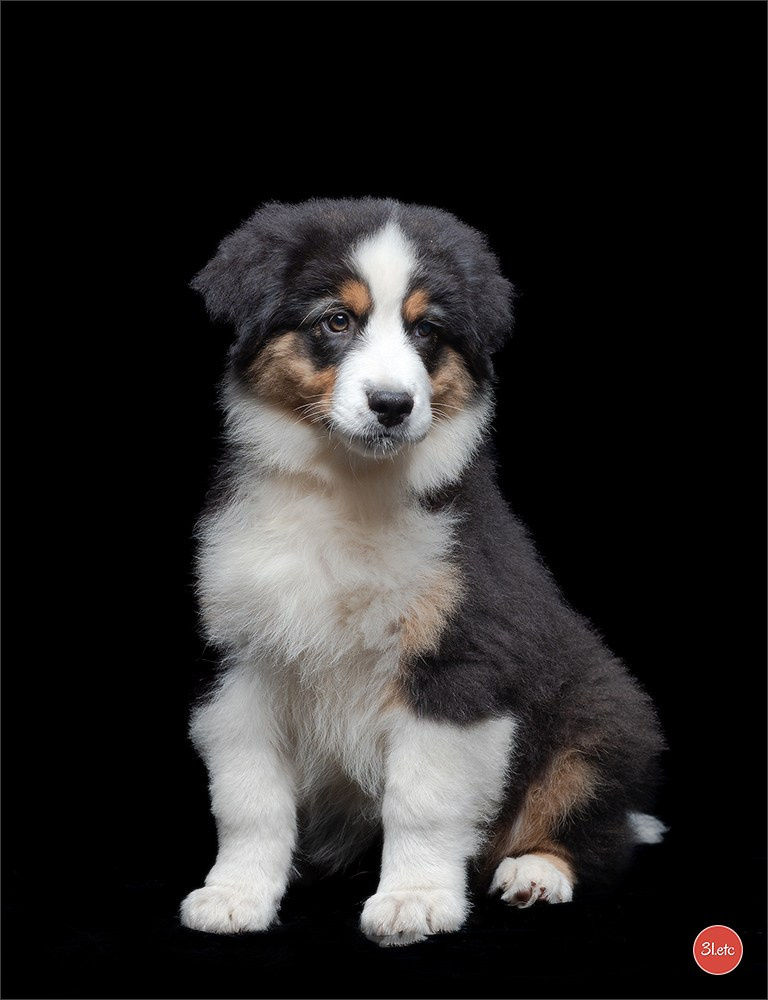 Photographie animalière. Photographe à Strasbourg | Portraits, Studio, Enfants, Événements