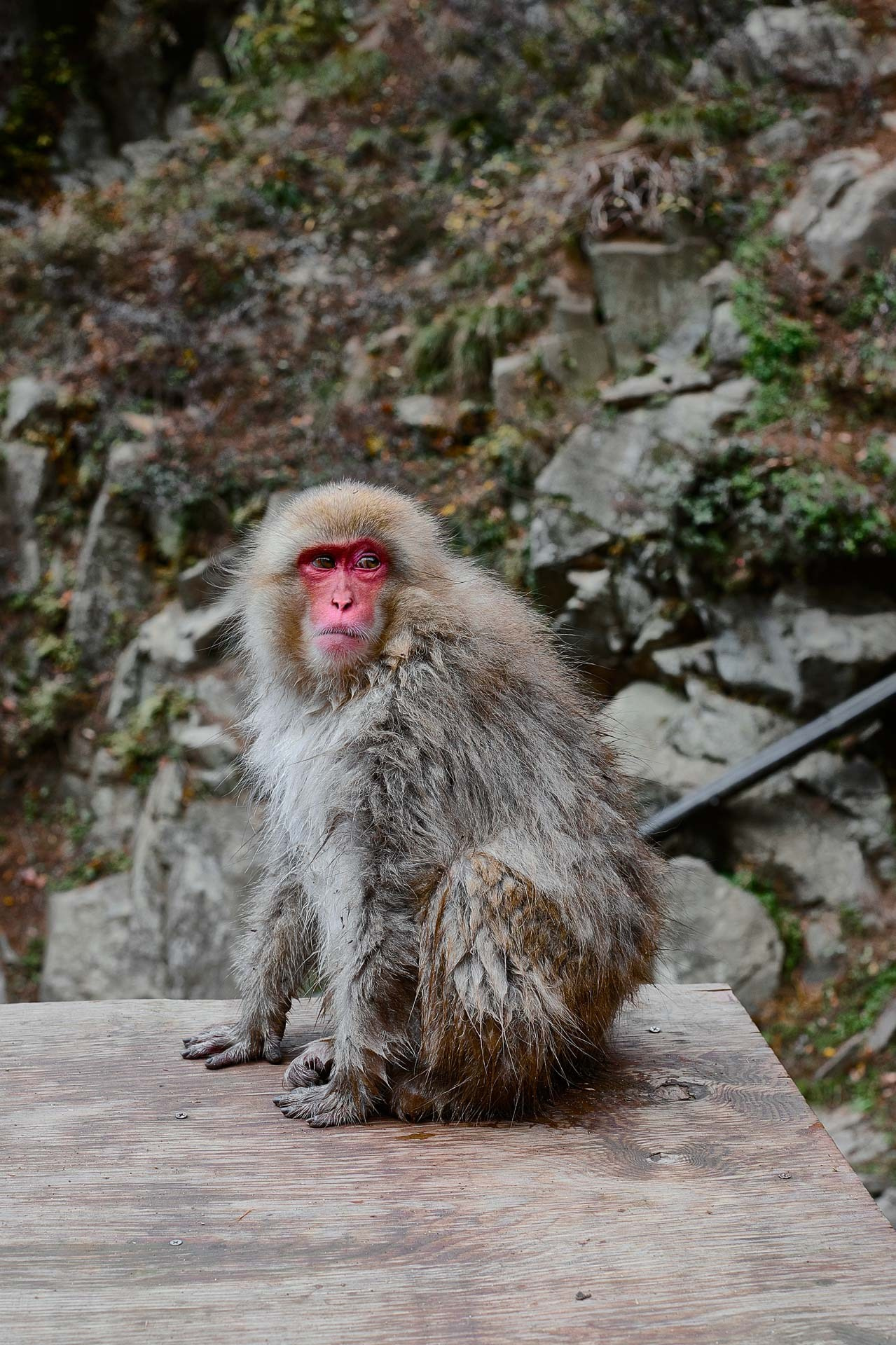 Jigokudani Snow Monkey Park Travel Photography Gallery