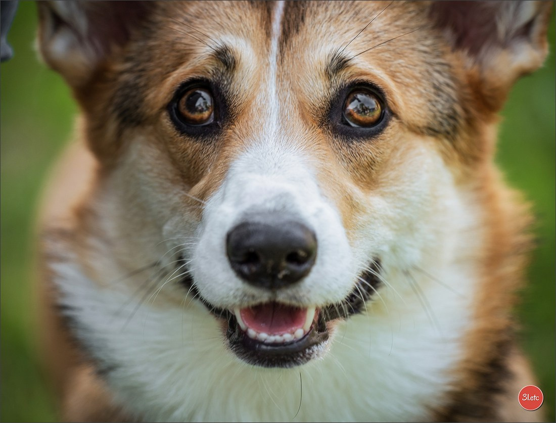 Photographie animalière. Photographe à Strasbourg | Portraits, Studio, Enfants, Événements