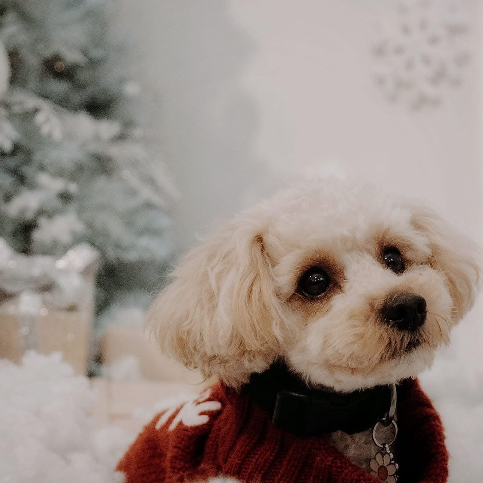 🎄 SEDINTE FOTO DE CRACIUN 2025. Emotions Photo Art