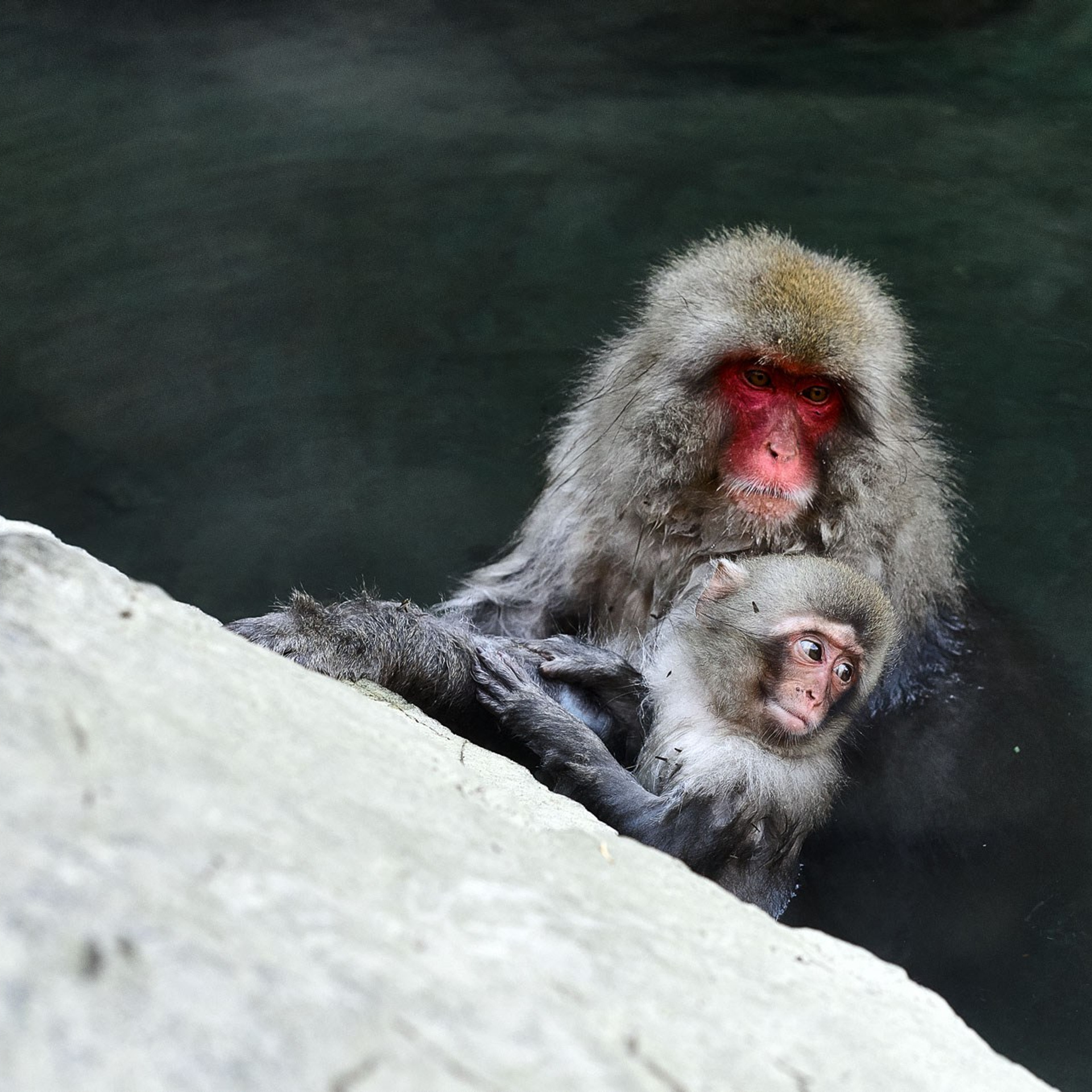 Snow Monkey Park, Japan