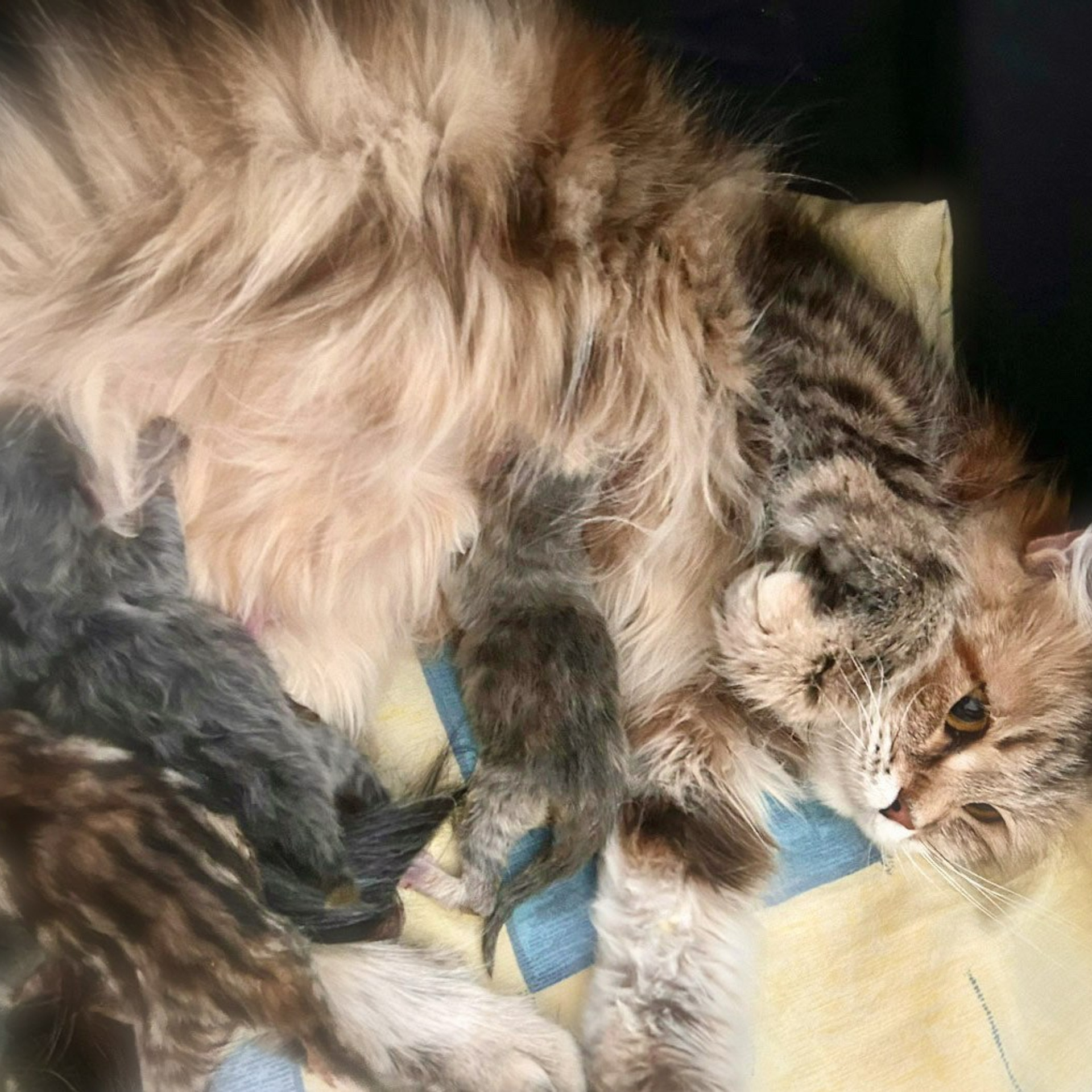 Astera Cattery News | Updates from Our TICA-registerd traditional Siberian Cat Breeder in Texas. Astera Siberians |Hypoallergenic Kittens