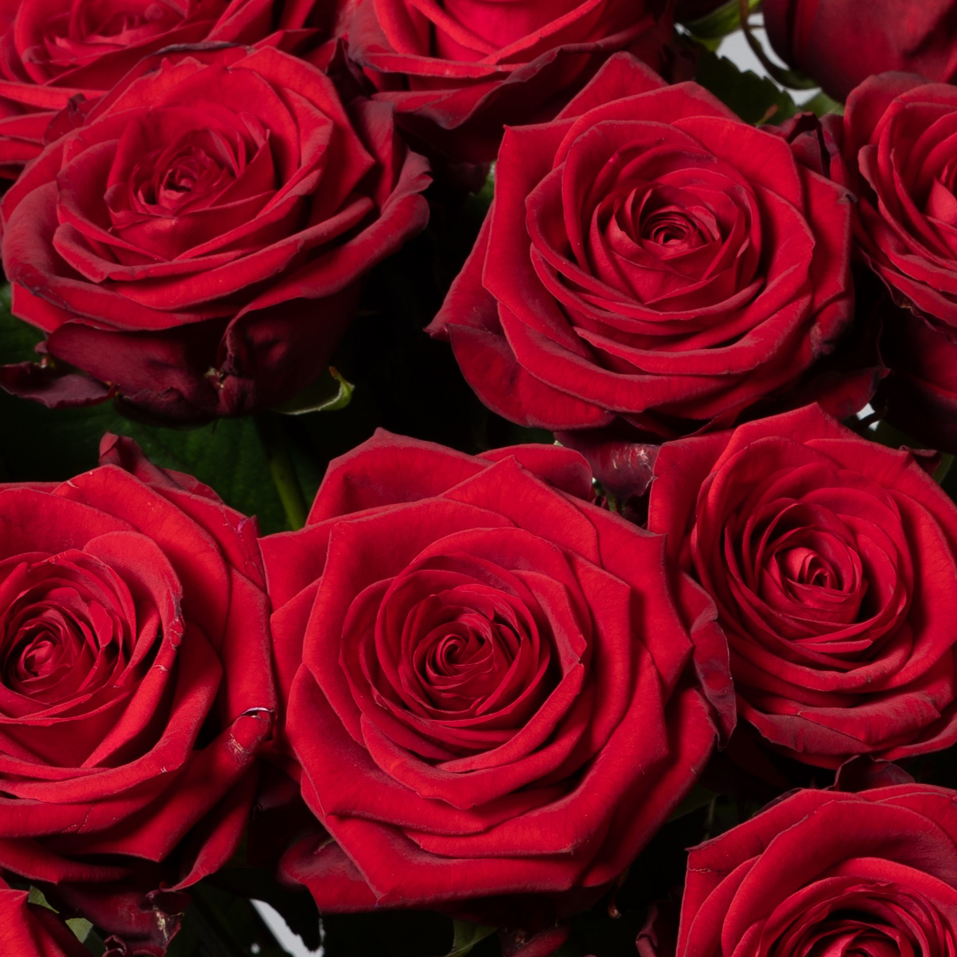 Tulipaner 4 råd om passning. Akropolis Blomster | Din døgn blomsterbutik i Aarhus