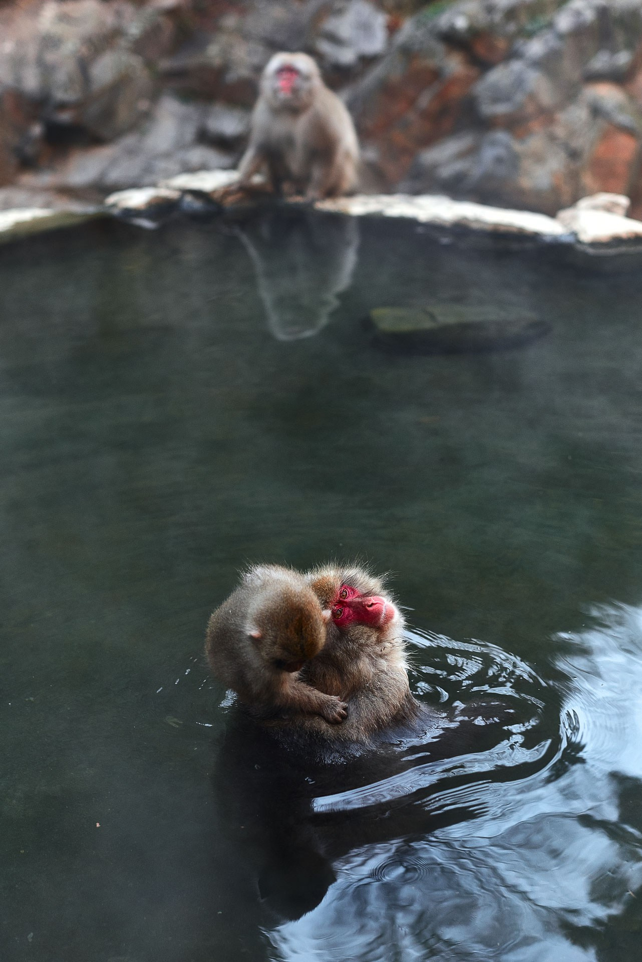 Jigokudani Snow Monkey Park Travel Photography Gallery