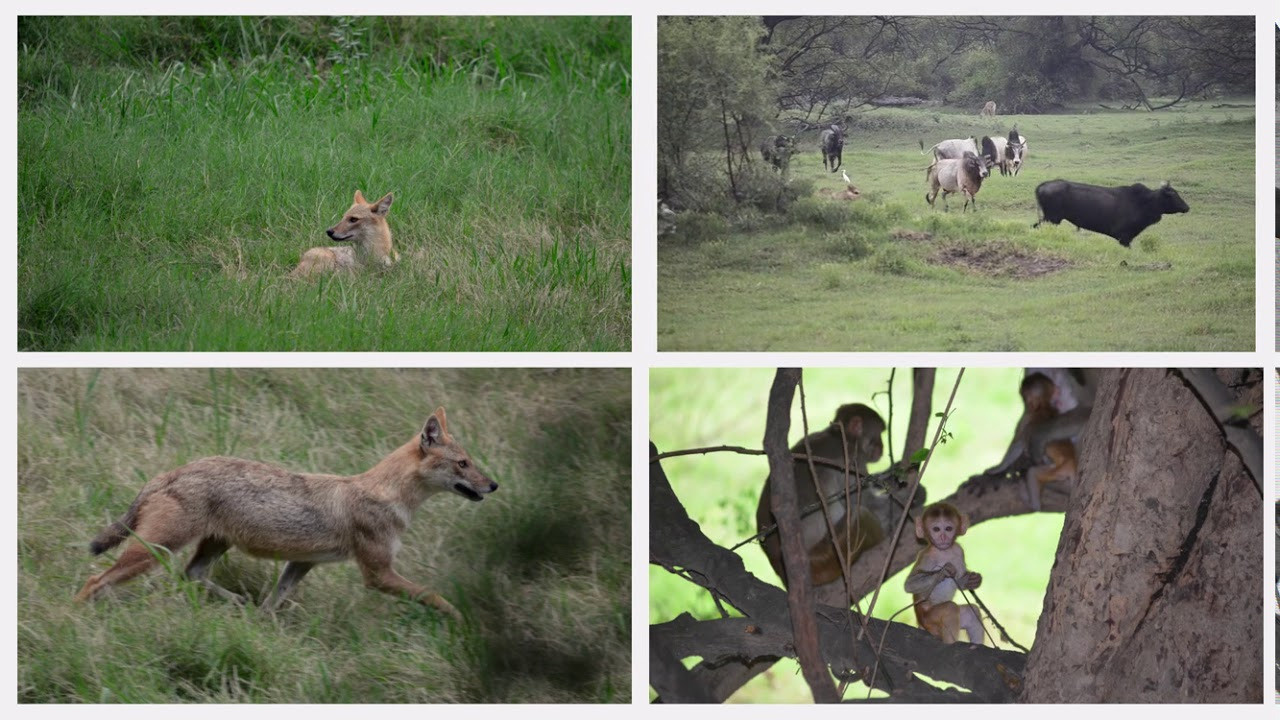 Отчёт о путешествии Индия 2017. Милок и Кирок это позитивные и реальные персоны из Люксембурга, много