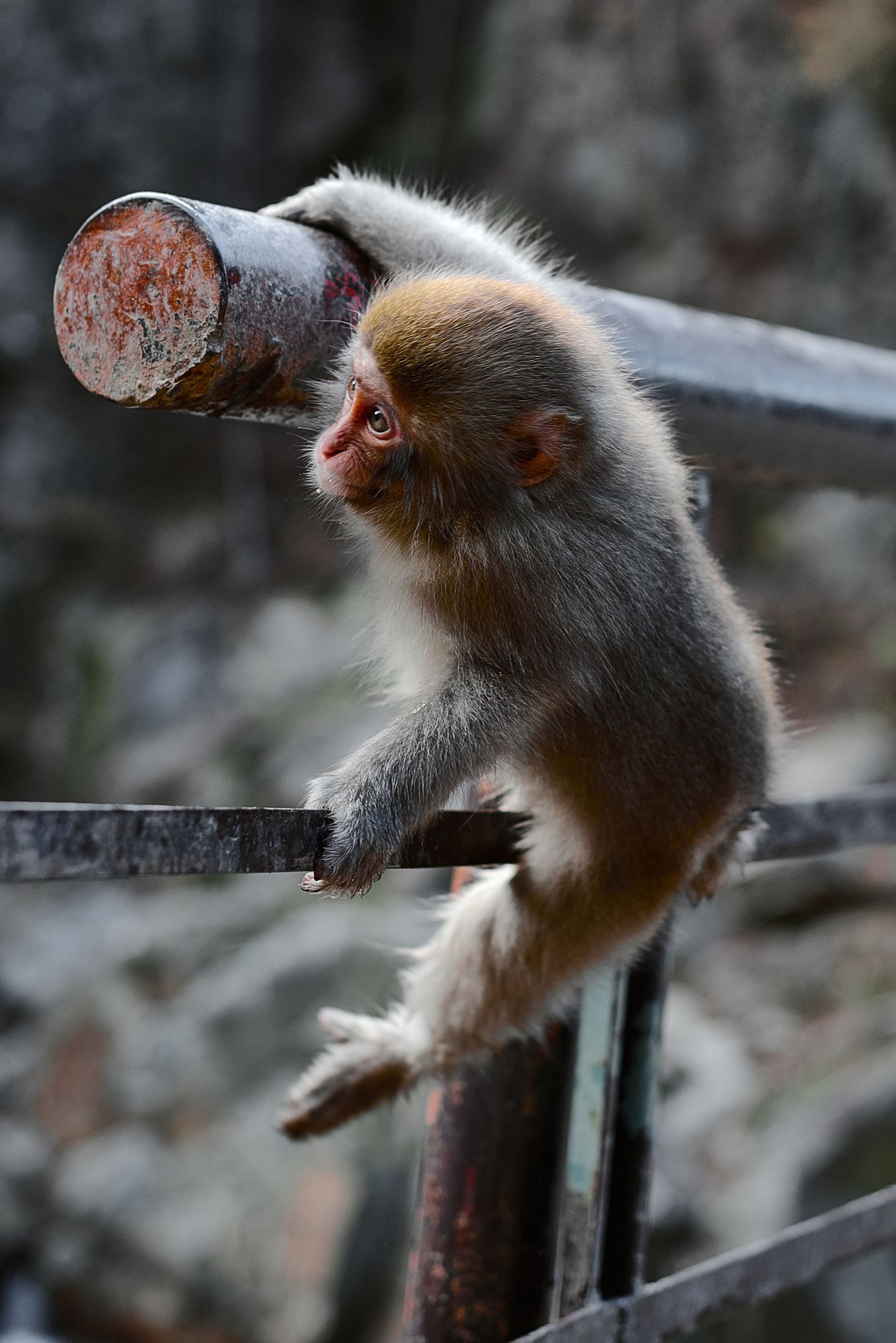 Jigokudani Snow Monkey Park Travel Photography Gallery