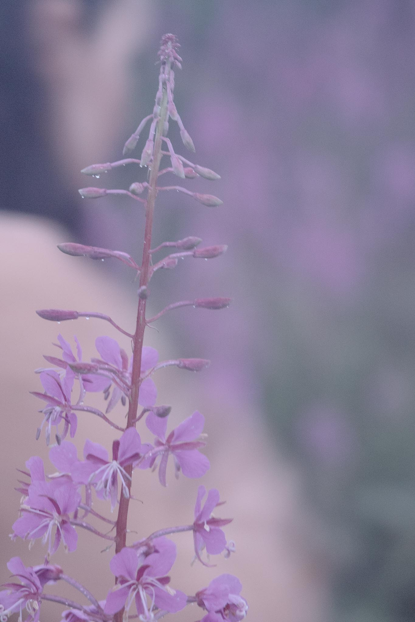 In Harmony with Nature. Natalja Poplavska — Visual artist, Photographer, East Sussex, London