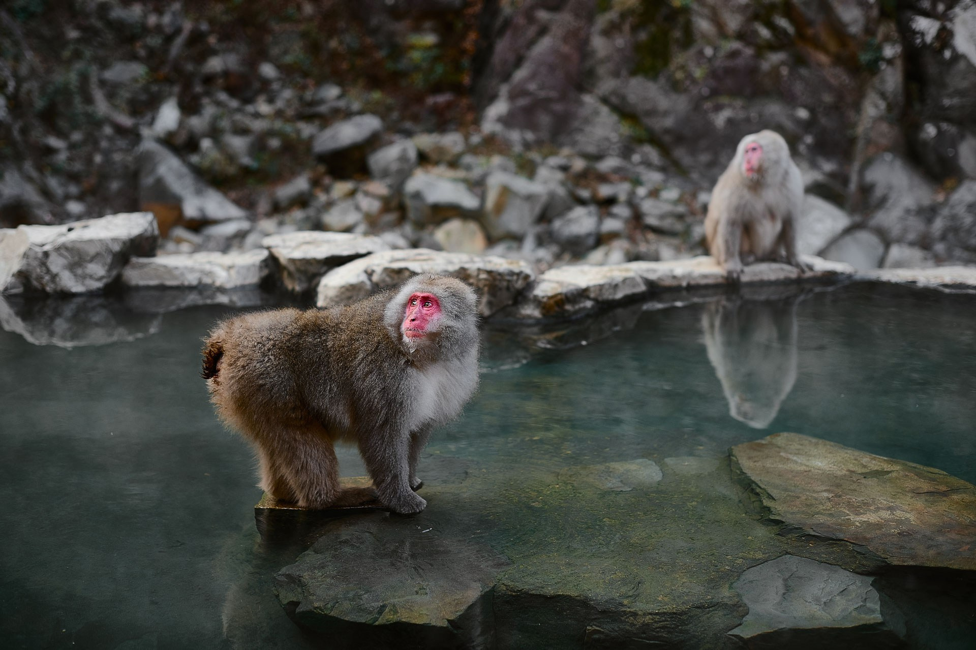 Snow monkeys bathing together in warm natural hot spring water in Nagano