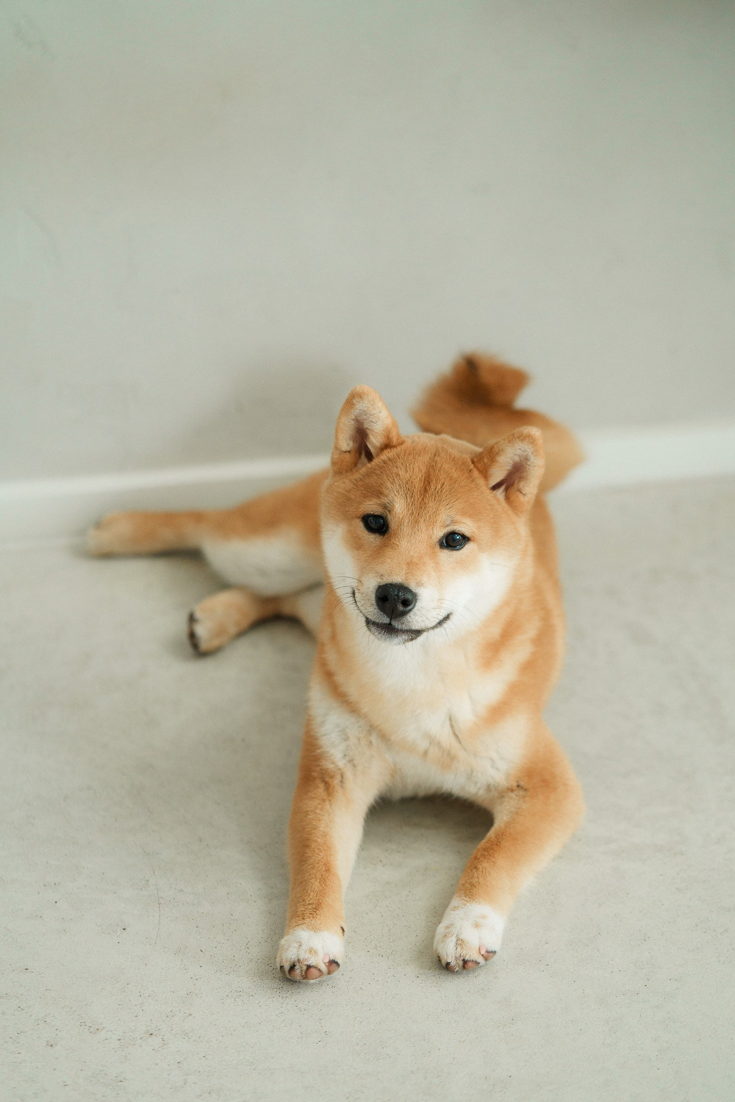 Koirien, kissojen, hevostenkuvaus