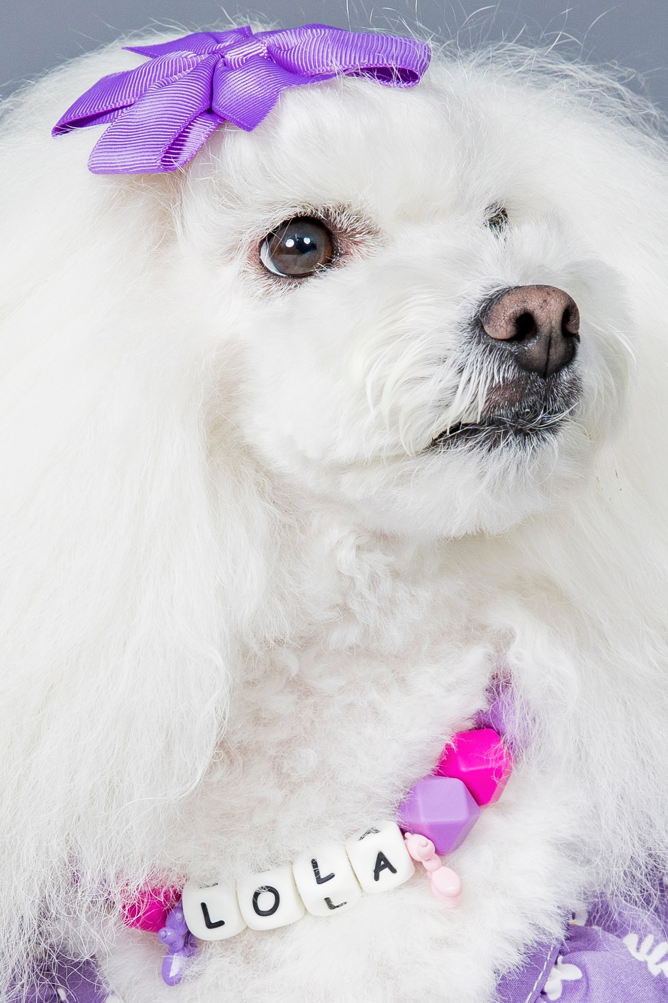 Fotografía de Mascotas en Madrid - Rainbox. Rainbox Estudio de Fotografía