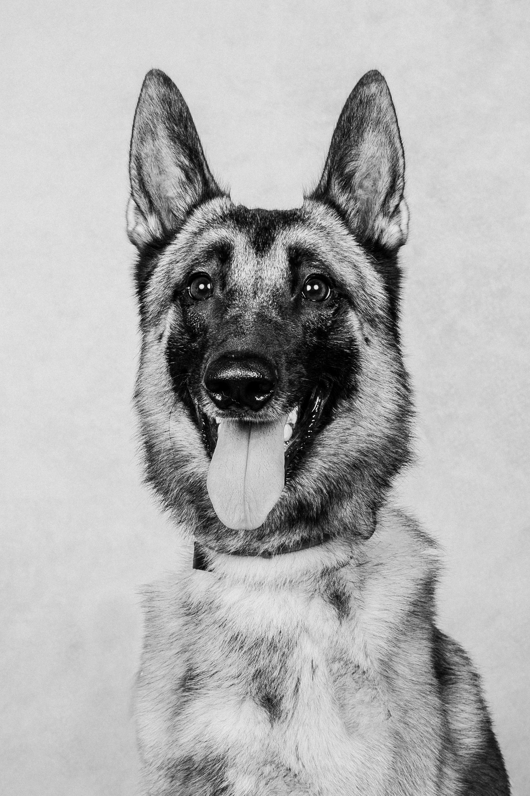 Fotografía de Mascotas en Madrid - Rainbox. Rainbox Estudio de Fotografía