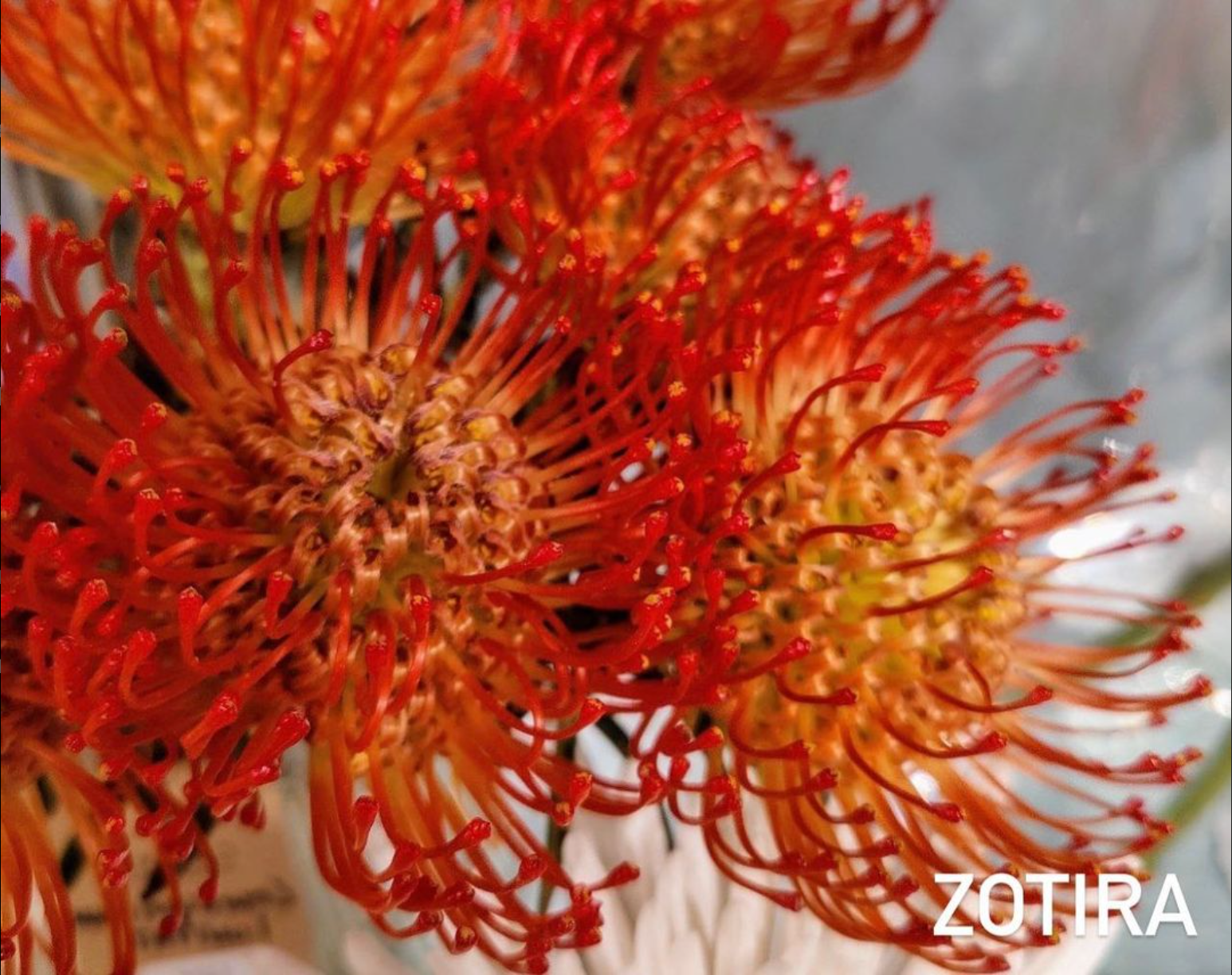 Mentoring Photo Club. Creative Family, Brand, Boudoir and Wedding Photographer in Solihull & Birmingham Irina Zoteeva