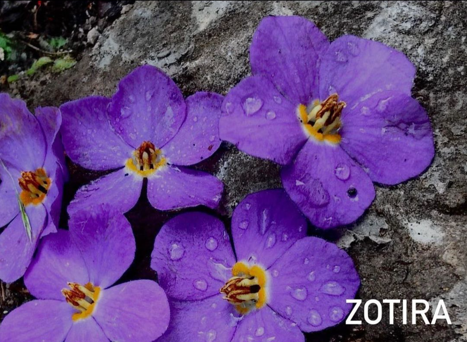 Mentoring Photo Club. Creative Family, Brand, Boudoir and Wedding Photographer in Solihull & Birmingham Irina Zoteeva