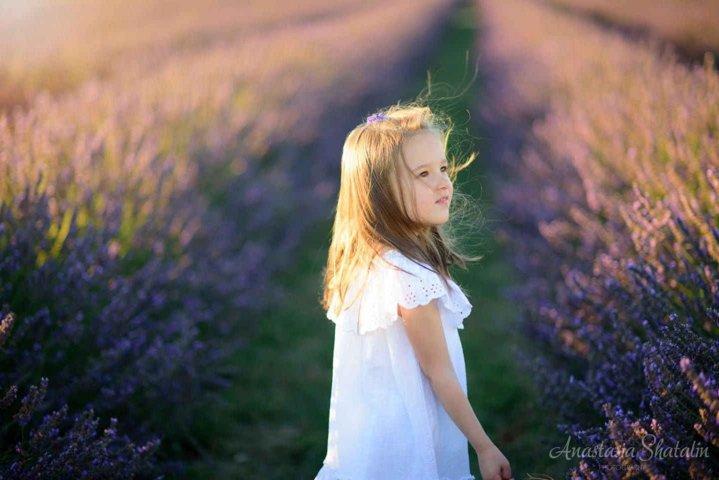 Lavender field photo shoot near Sacramento. Family photographer in Roseville, Rocklin, Folsom, Sacramento