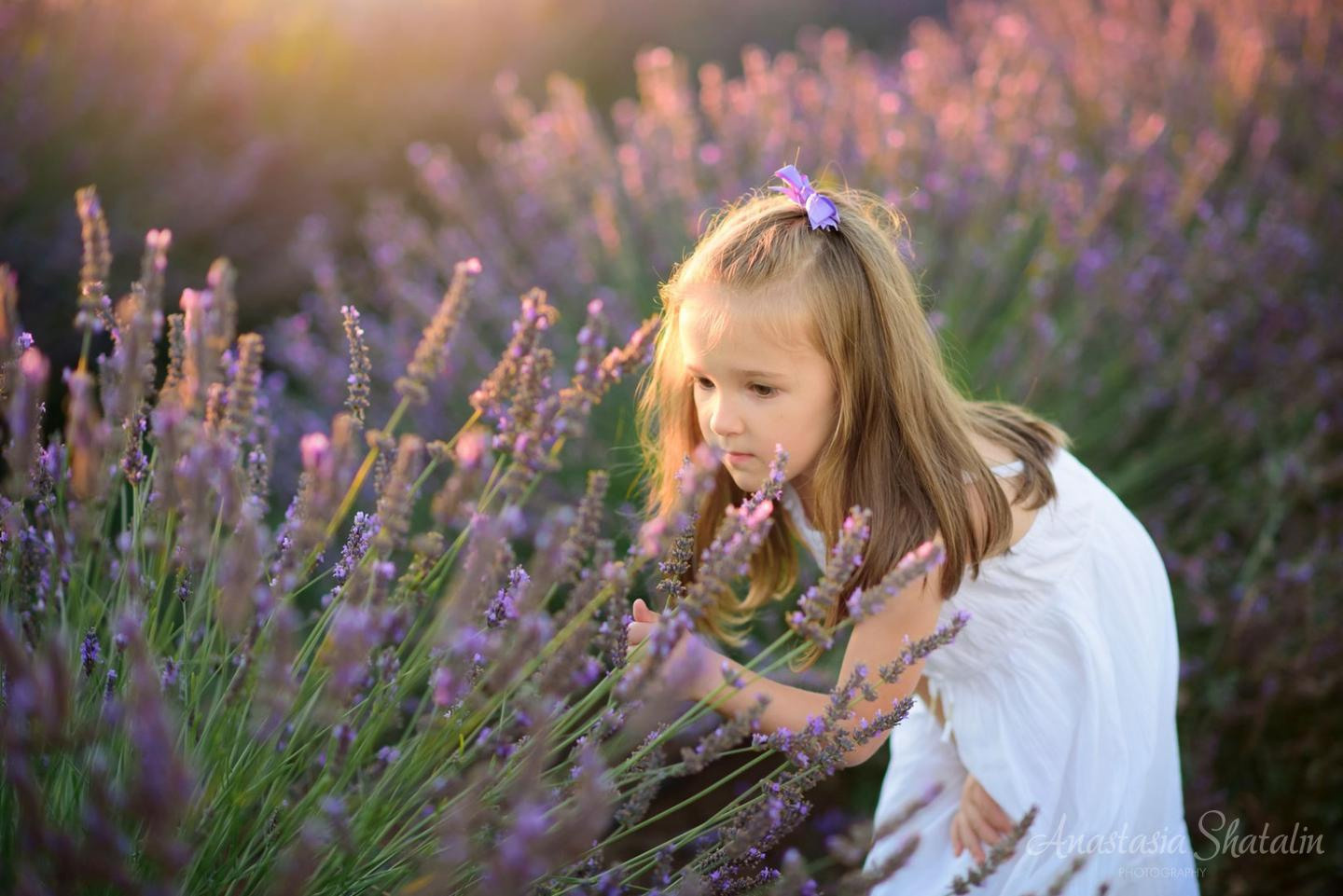Lavender field photo shoot near Sacramento. Family photographer in Roseville, Rocklin, Folsom, Sacramento