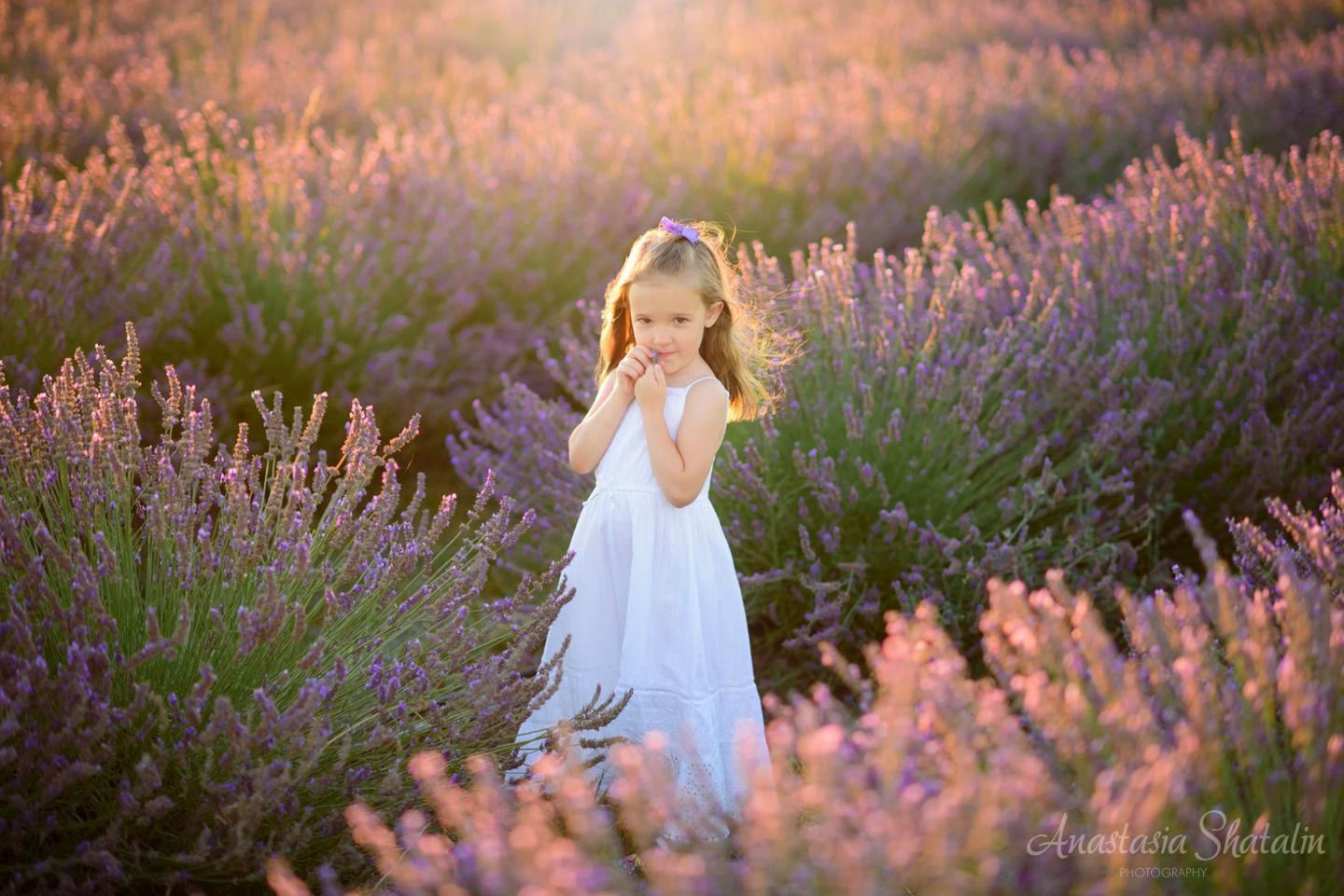 Lavender field photo shoot near Sacramento. Family photographer in Roseville, Rocklin, Folsom, Sacramento