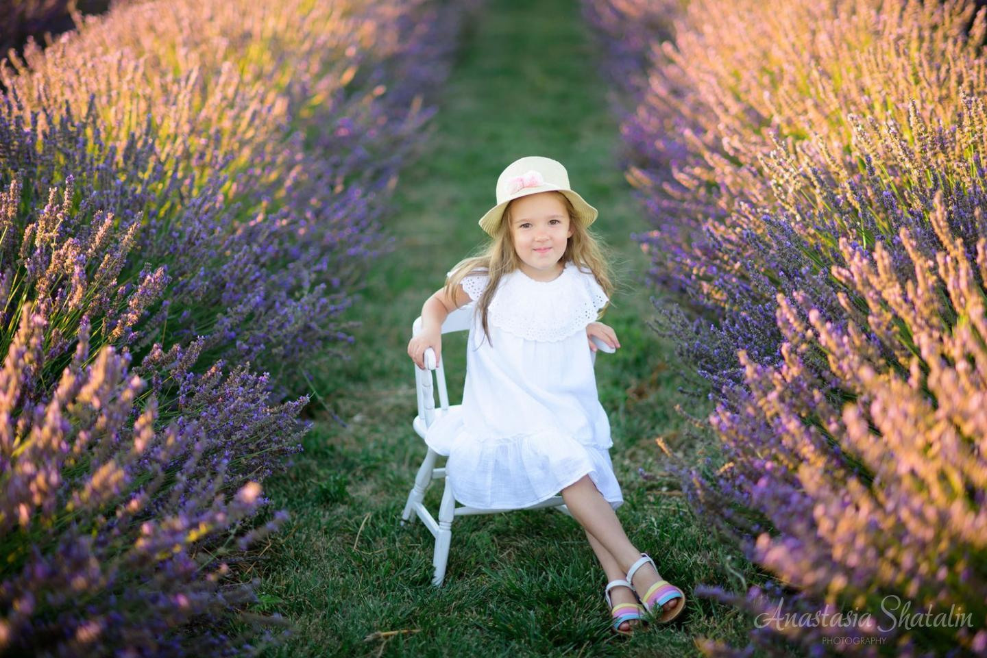 Lavender field photo shoot near Sacramento. Family photographer in Roseville, Rocklin, Folsom, Sacramento