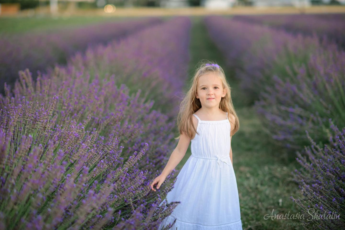 Lavender field photo shoot near Sacramento. Family photographer in Roseville, Rocklin, Folsom, Sacramento