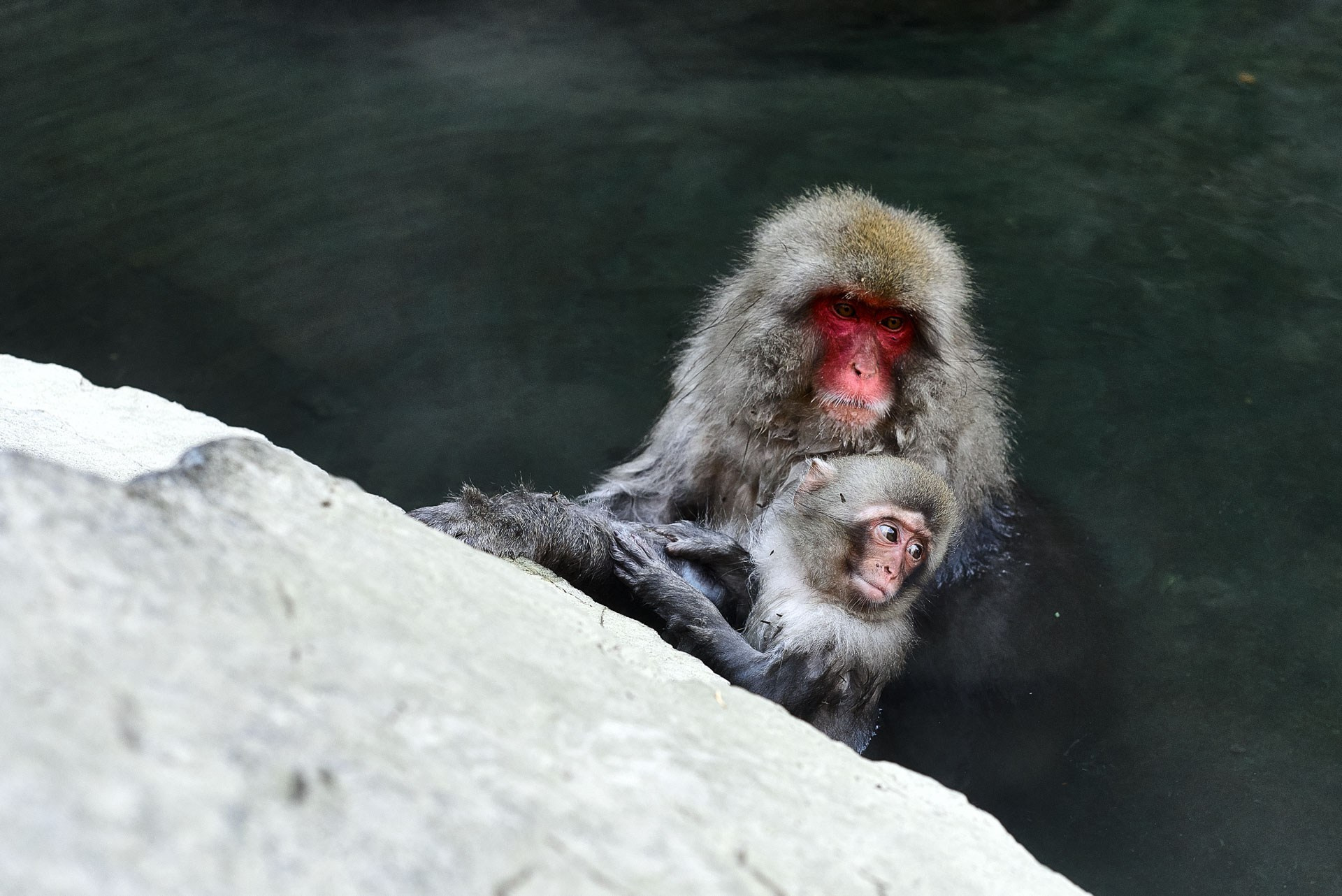 Jigokudani Snow Monkey Park Travel Photography Gallery