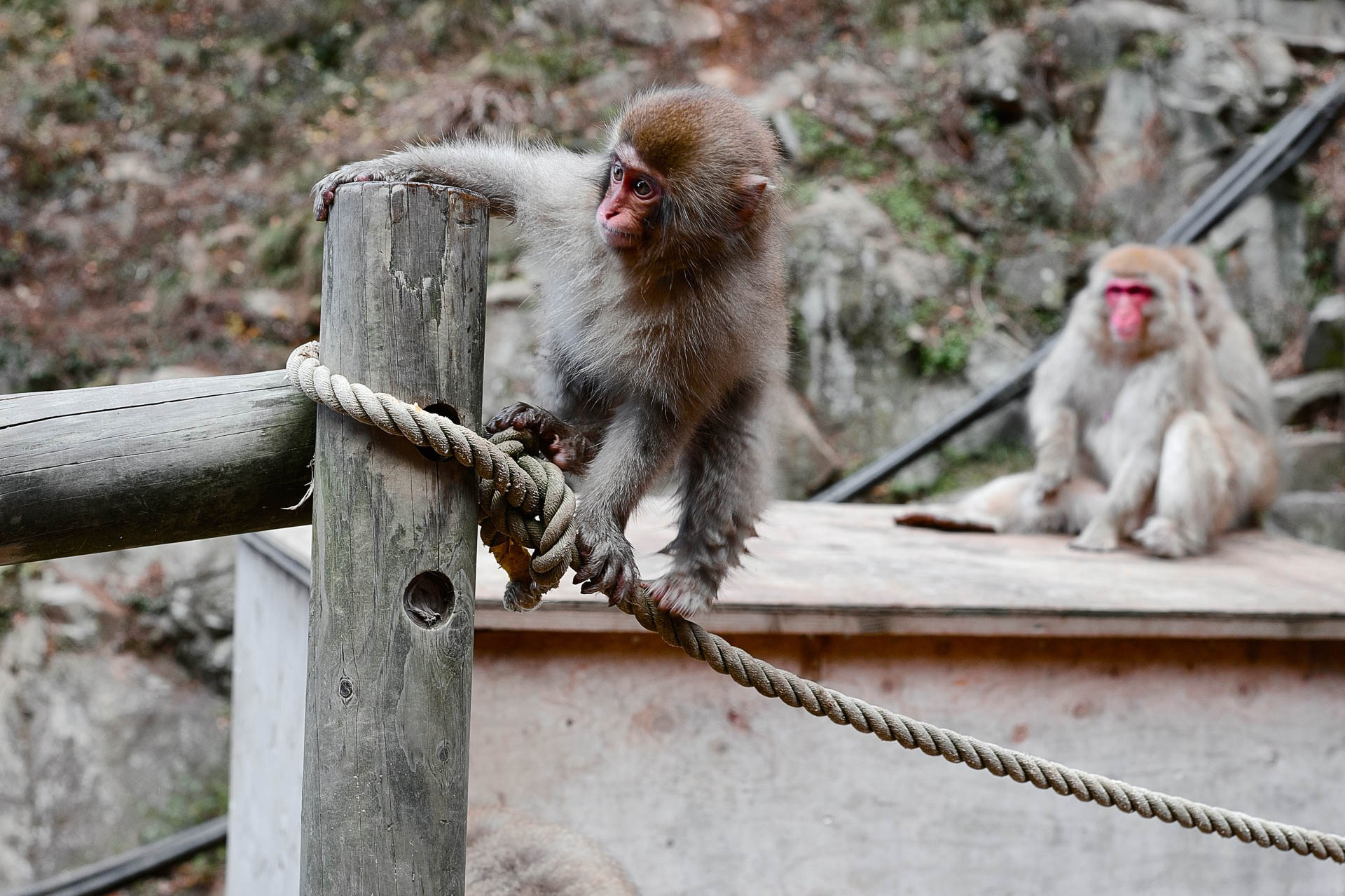Closeup of a snow monkey relaxing in the onsen with snow falling around