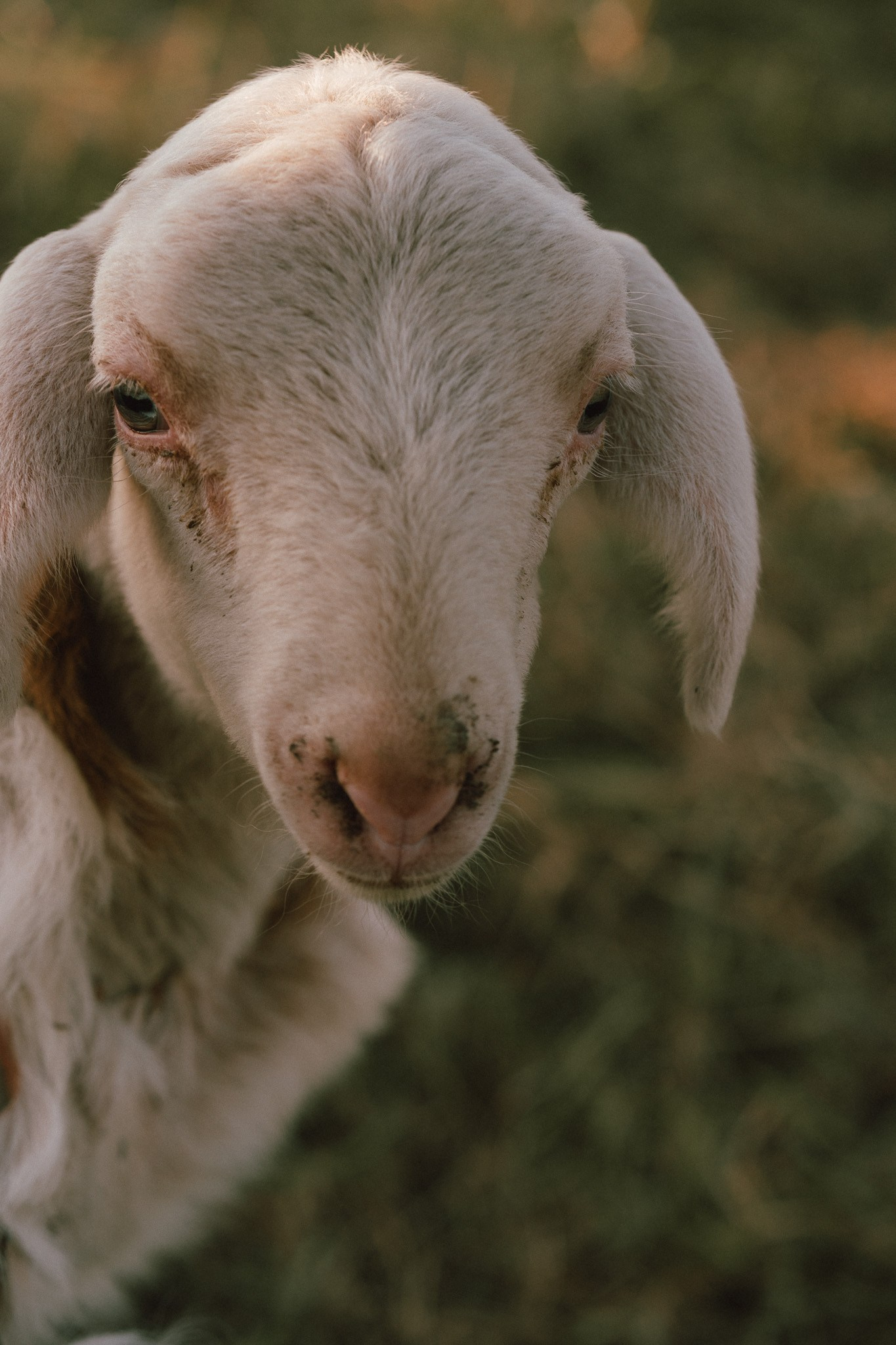 A thousand sheeps. Diana Fedrigo | Fotografa matrimoni in Italia