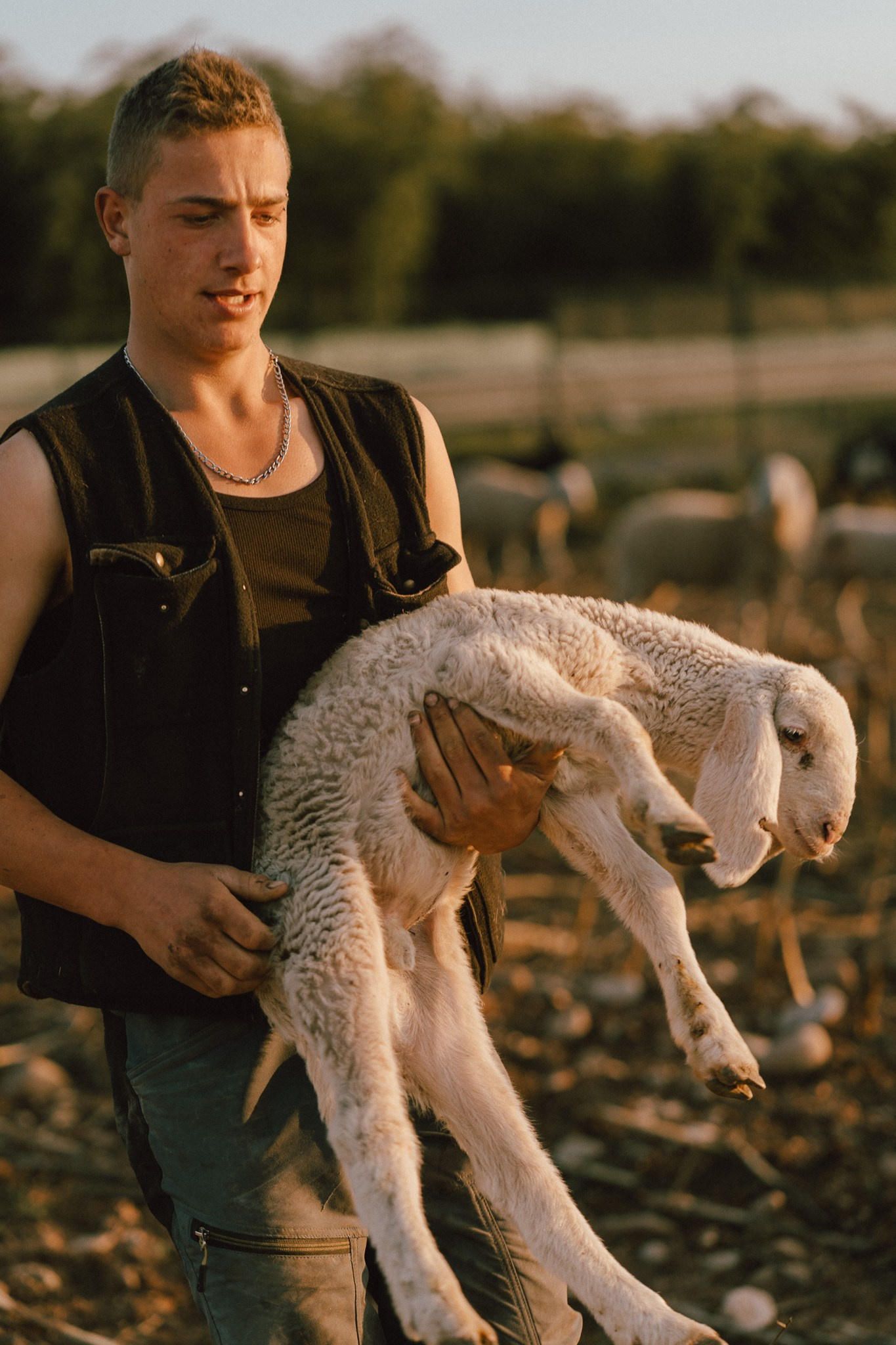A thousand sheeps. Diana Fedrigo | Fotografa matrimoni in Italia