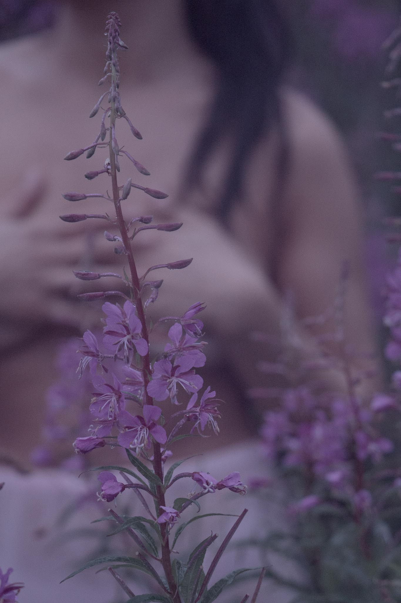 In Harmony with Nature. Natalja Poplavska — Visual artist, Photographer, East Sussex, London