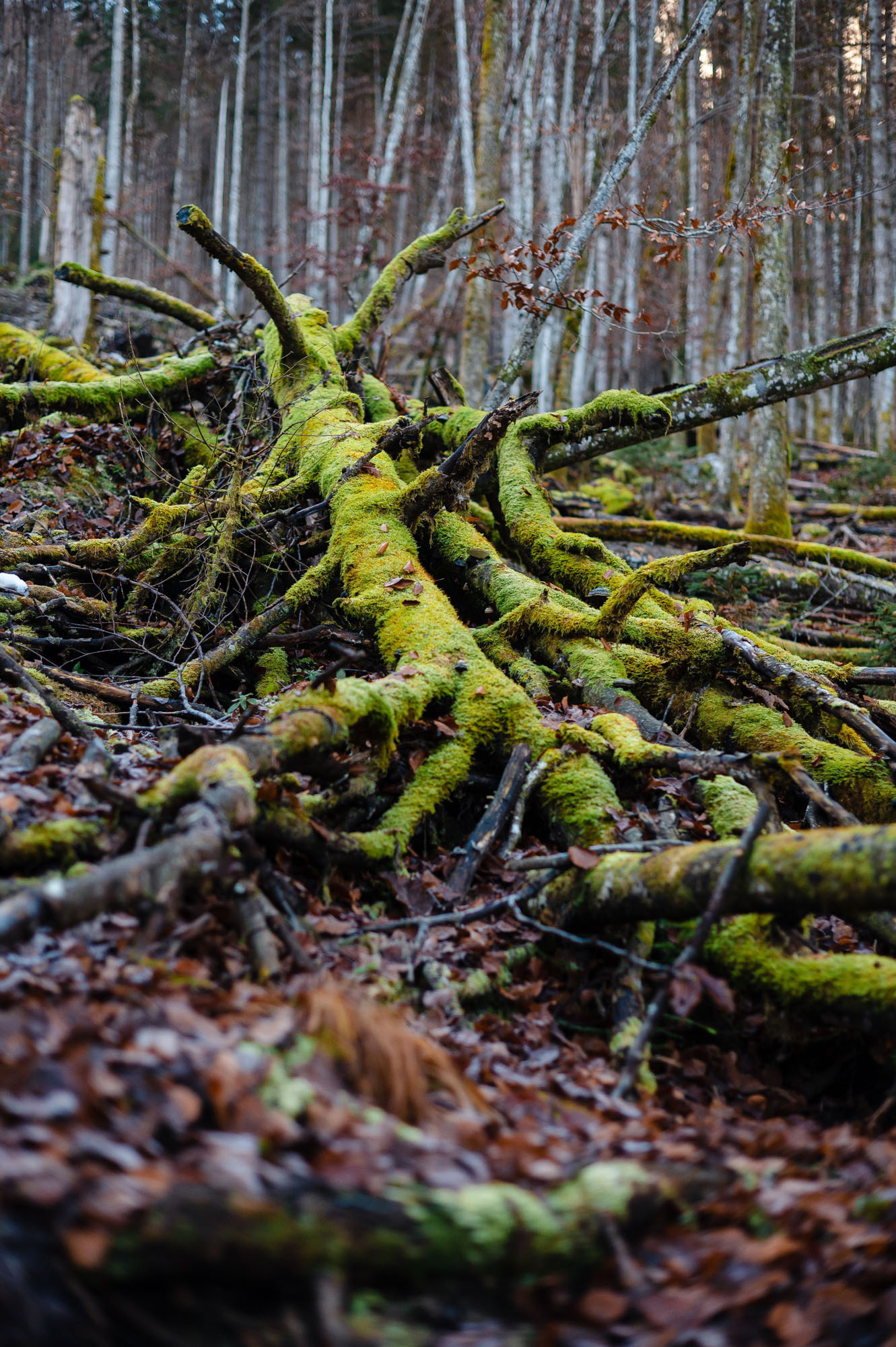 Eiskapelle Watzmann & Königssee | Abenteuer vor Österreichs Quarantäne