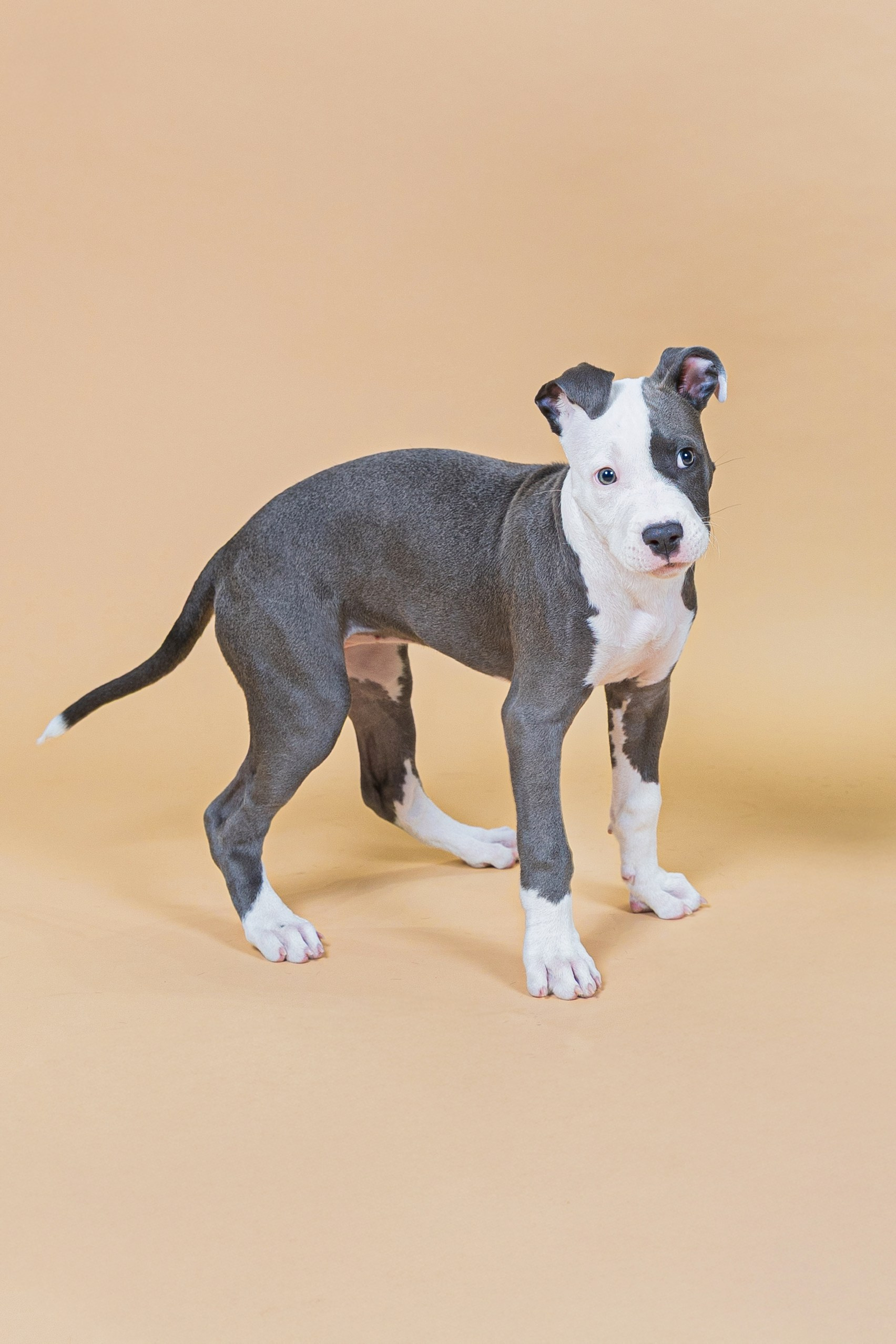 Fotografía de Mascotas en Madrid - Rainbox. Rainbox Estudio de Fotografía