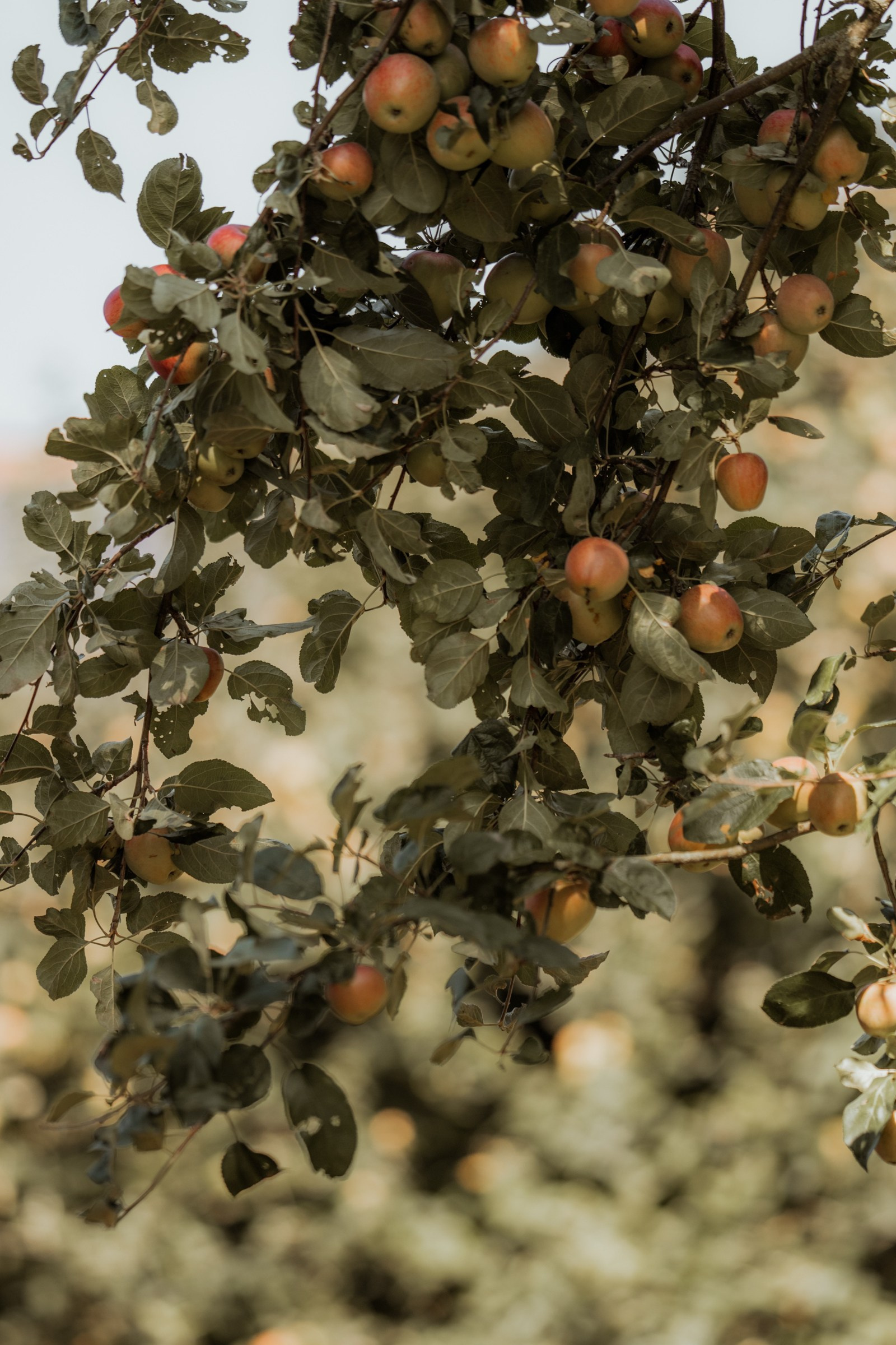 📸 Hochzeitsfotograf Würzburg | Shakira & Pirmin | Anna Saribekyan. Anna Saribekyan – Beste Hochzeitsfotografin in Würzburg, Top 10 in Deutschland