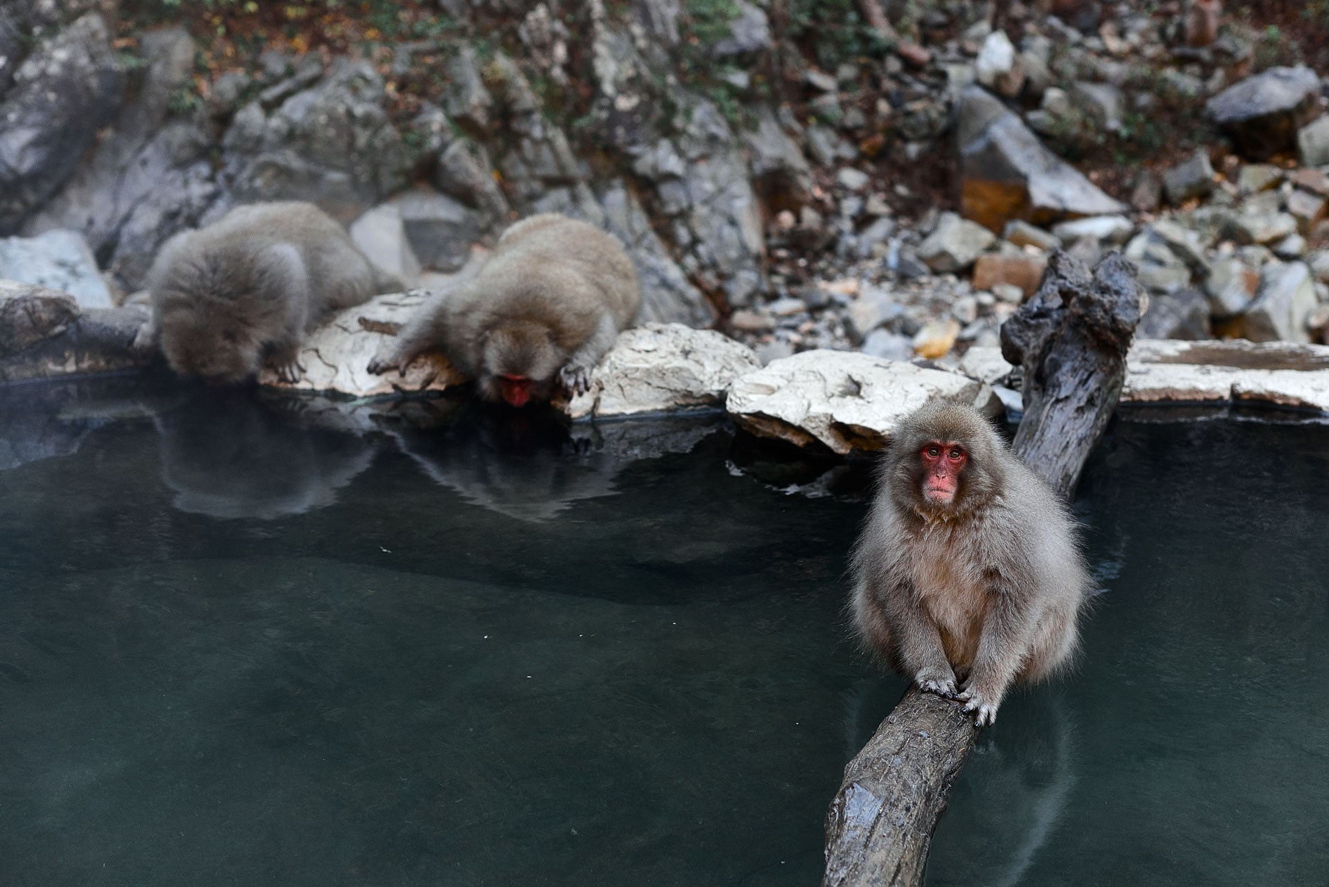 Jigokudani Snow Monkey Park Travel Photography Gallery