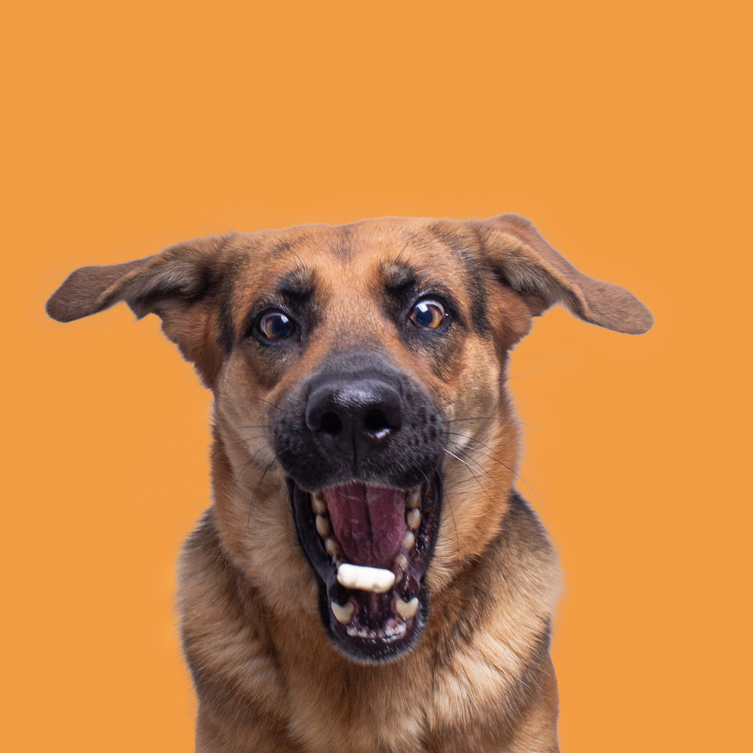 CONTACTO. Fotos con huella, fotografía de perros y mascotas en Sevilla