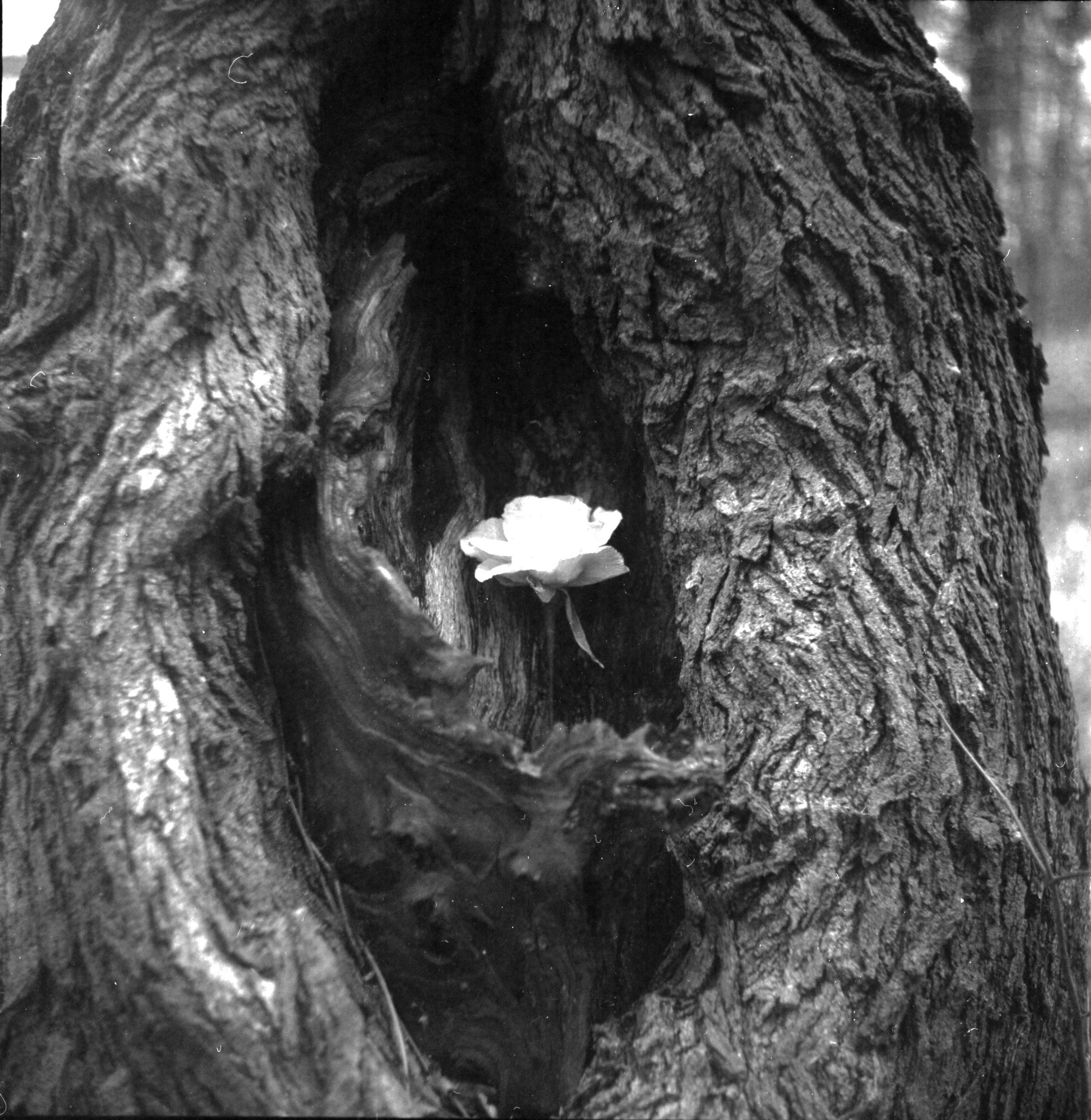 Natalia Parfenova visual artist film photographer